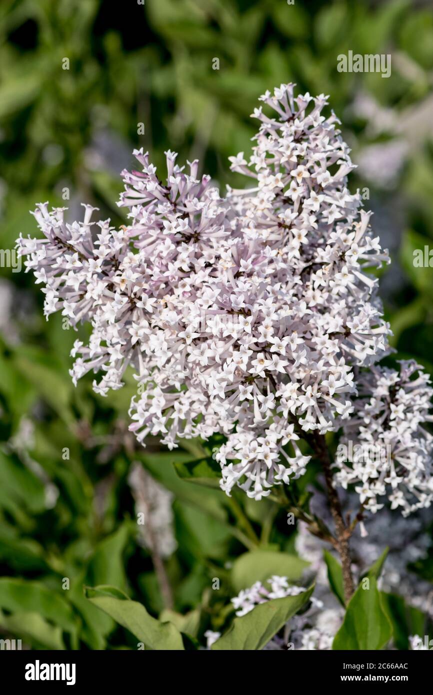 Un gruppo di fiori da un bush lilla nano Foto Stock