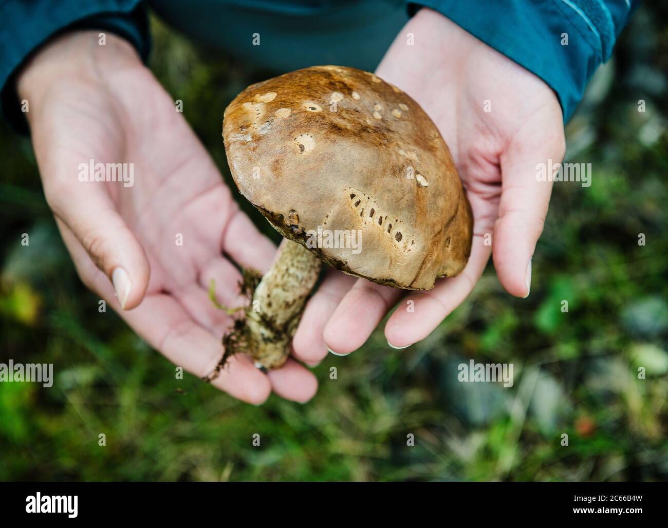 Mano che tiene un fungo selvaggio Islanda meridionale, Islanda, Scandinavia, Europa Foto Stock