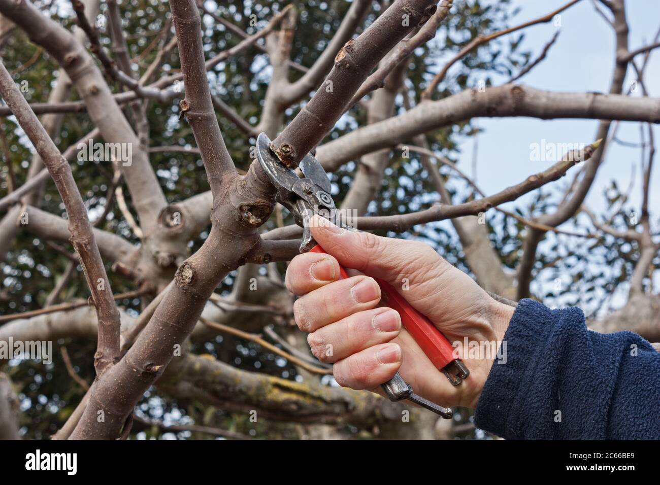 potatura di un albero, lavoro agricolo invernale - potatrice che taglia un ramo con cesoie Foto Stock