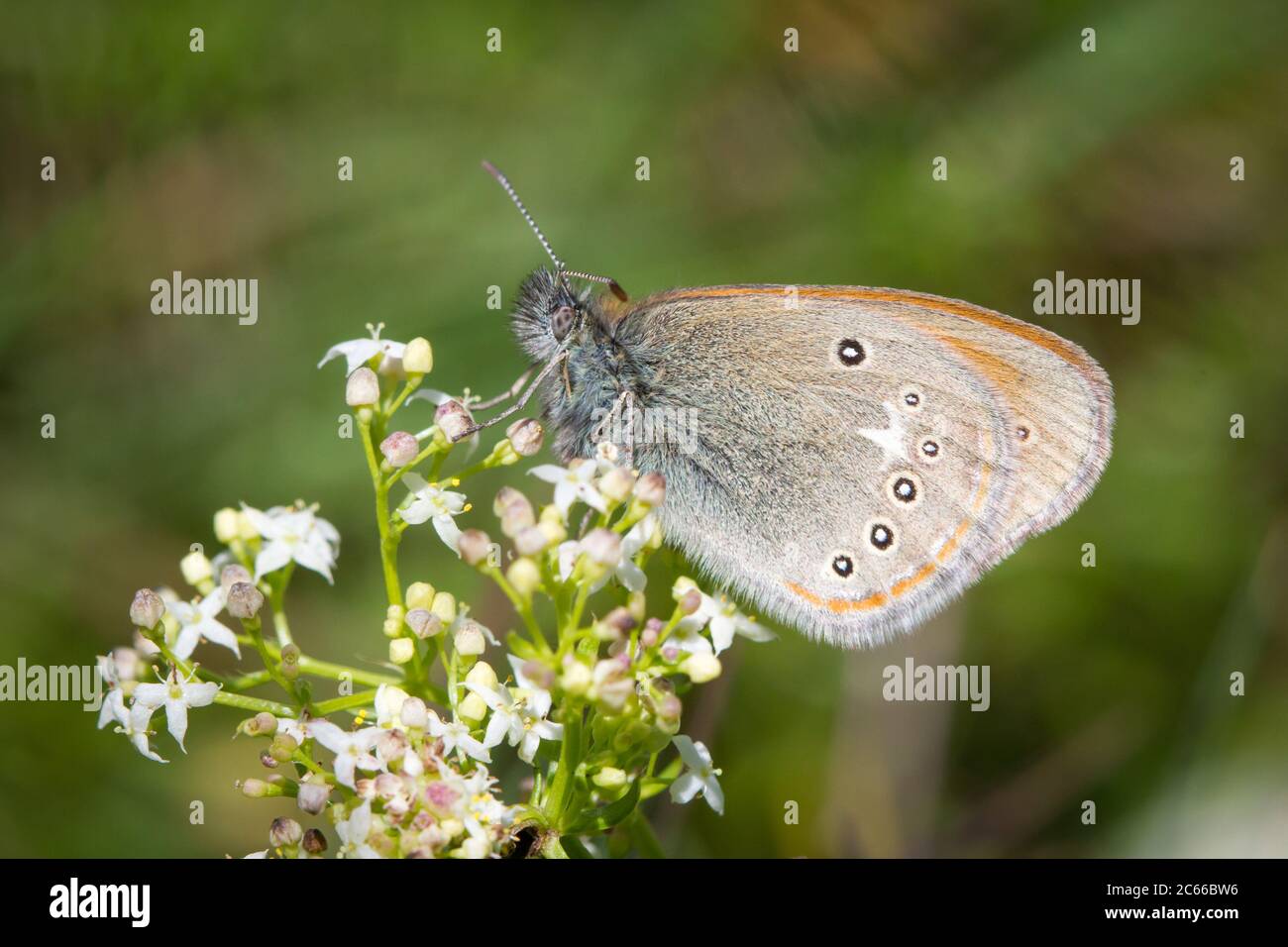 Coenonympha glicerion (farfalla di guarigioni di castagno / Rotbraunes Wiesenvögelchen) Foto Stock