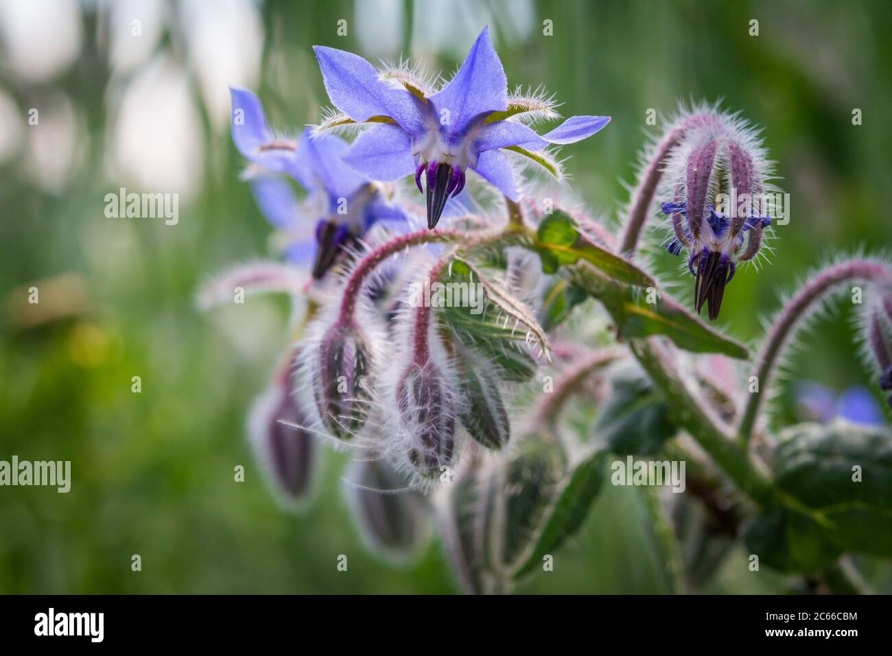 Borago officinalis (Borage / Borretsch) Foto Stock