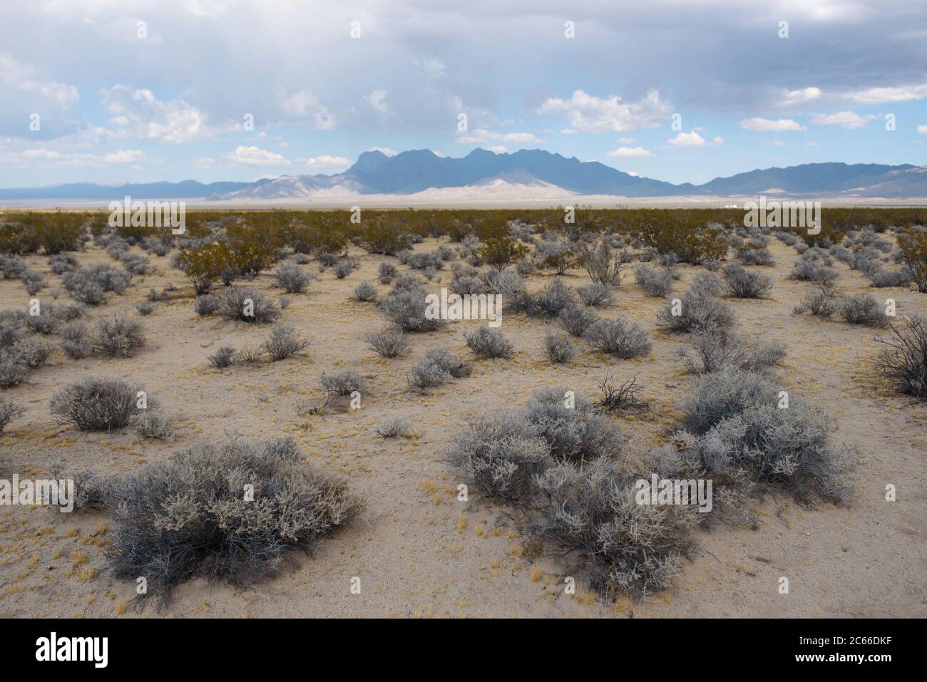 Paesaggio nel deserto di Mojave in California, Stati Uniti Foto Stock