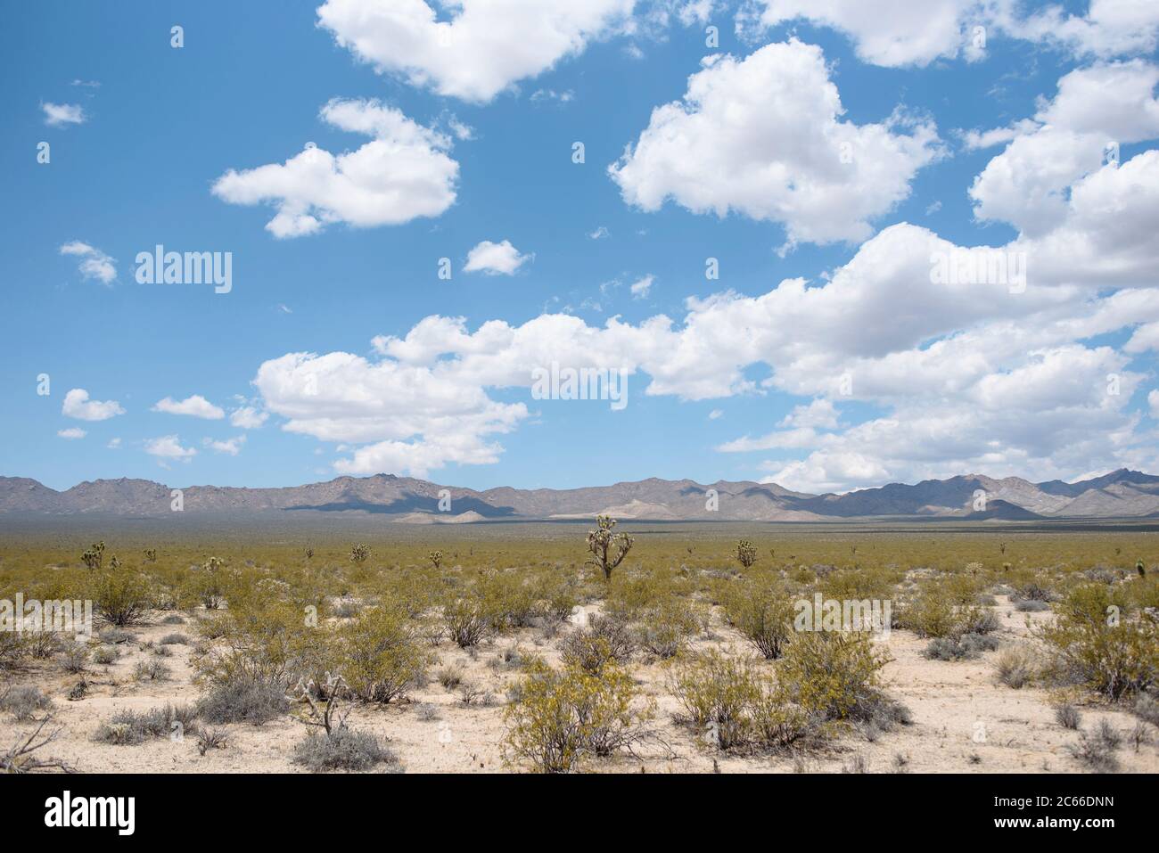 Paesaggio nel deserto di Mojave in California, Stati Uniti Foto Stock