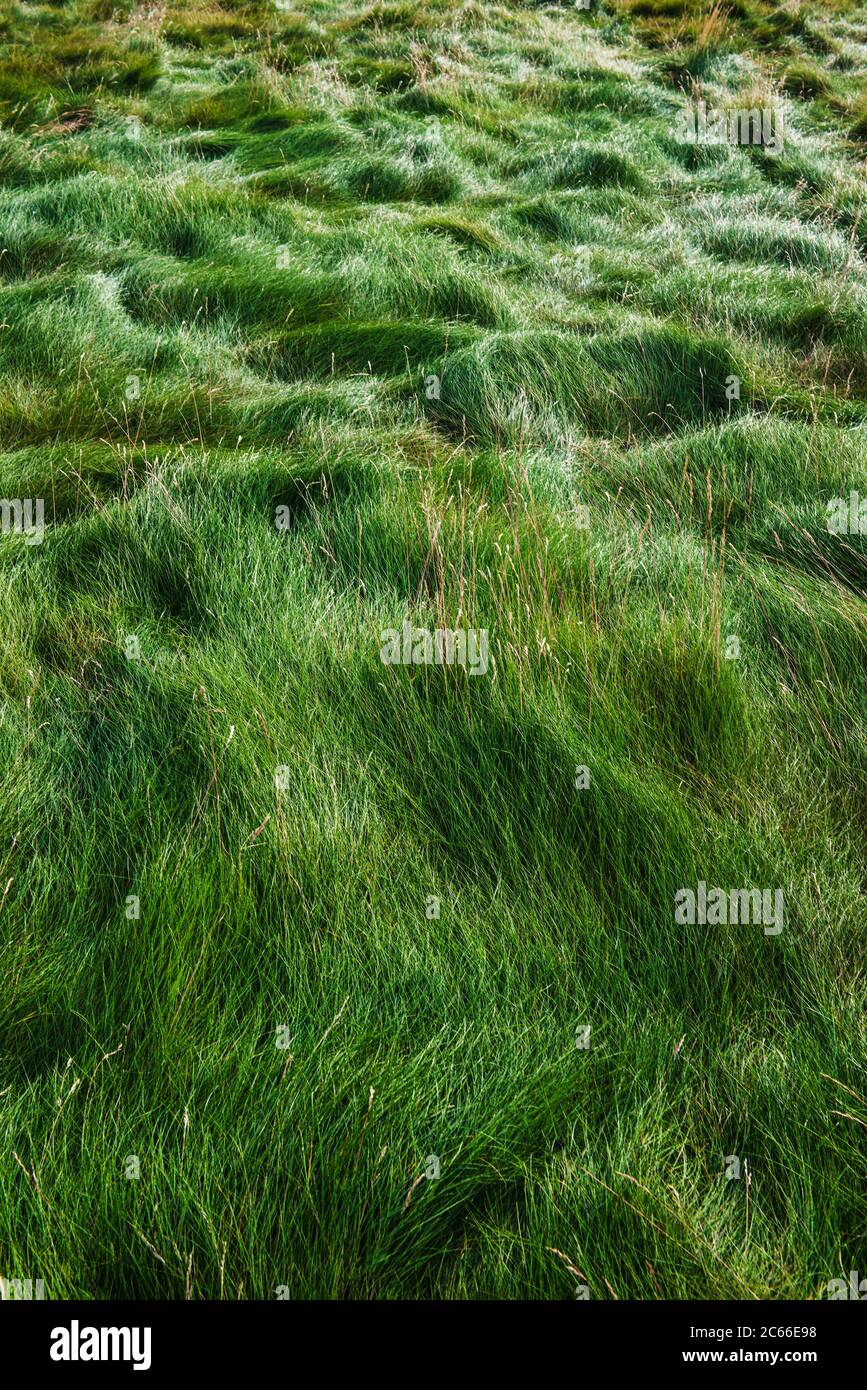 Campi di erba nel Raudisandur, spiaggia di Rauðasandur nei fiordi occidentali Islanda, Scandinavia, Islanda, Europa Foto Stock
