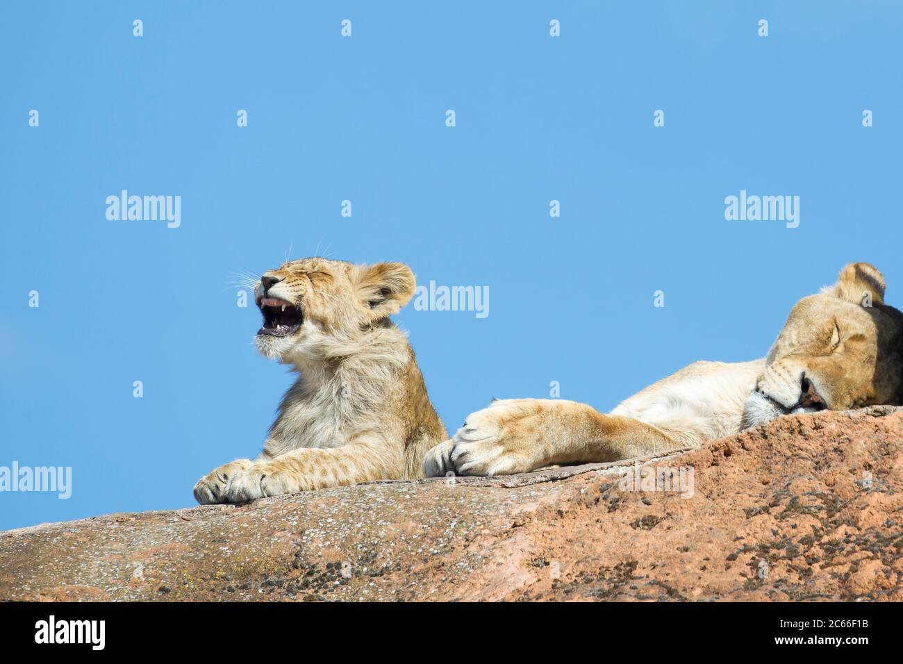 Cute leone cubano africano (Panthera leo) piangendo o yawning(!) mentre la leonessa madre sta dormendo al sole al suo fianco. Foto Stock