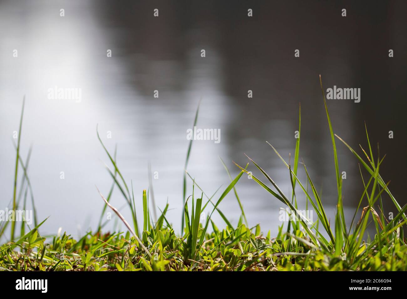 Lame di erba, acqua sfocata sullo sfondo Foto Stock