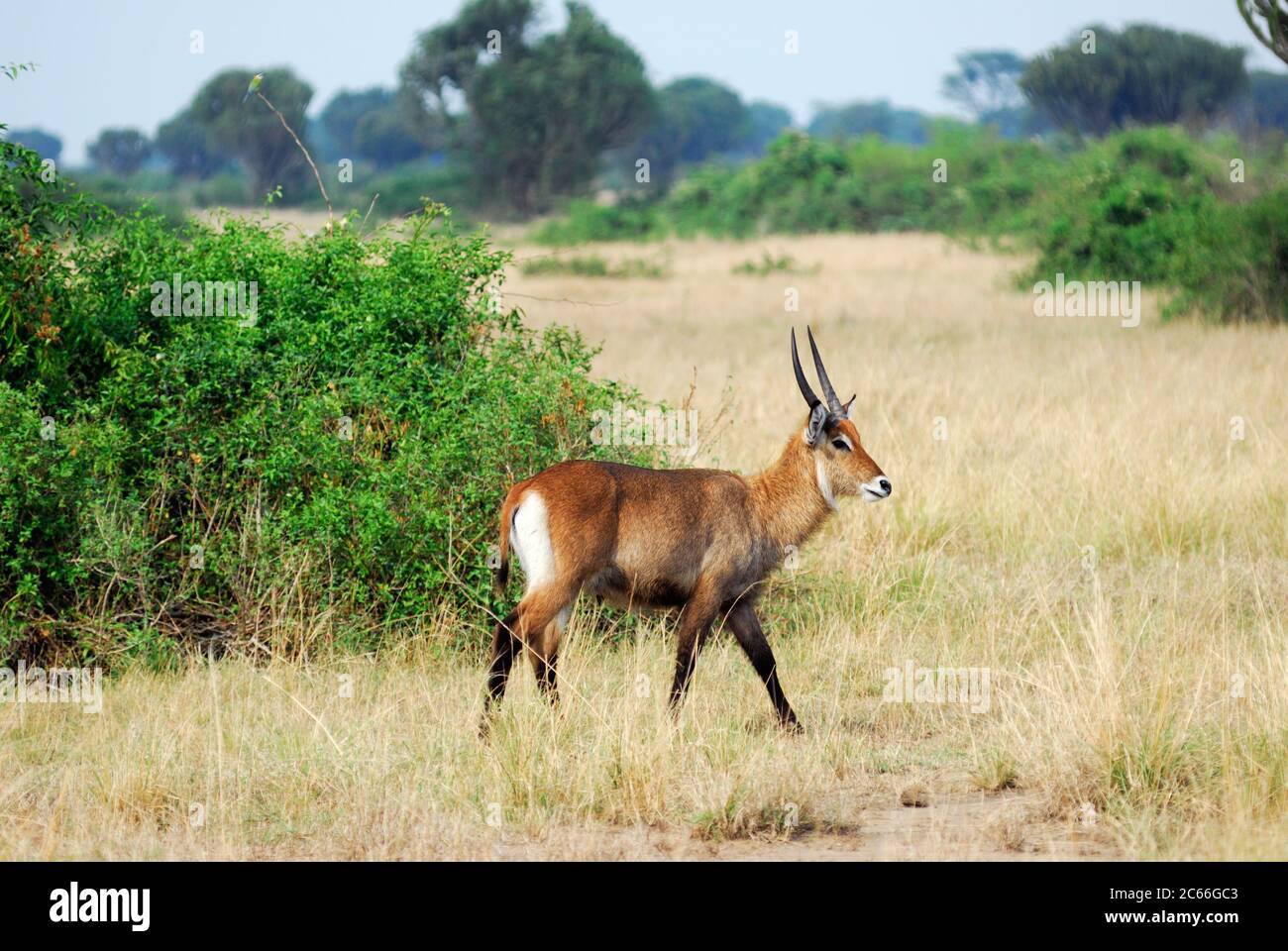 Uganda. Giovane maschio di antilope Waterbuck al Queen Elizabeth National Park Foto Stock