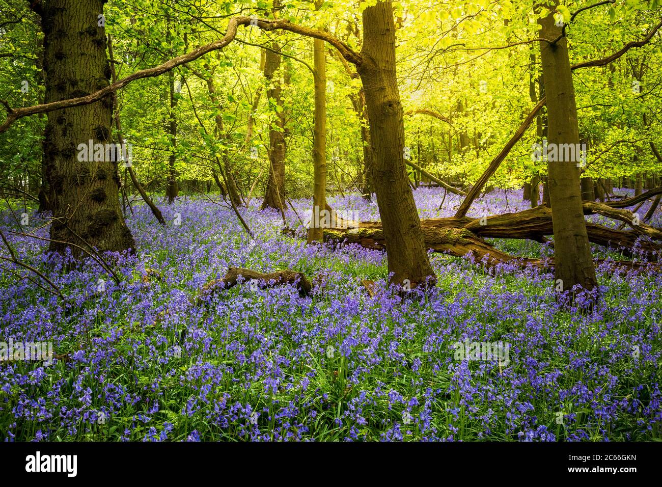 Sole caldo che brilla attraverso alberi di faggio in un legno inglese di Bluebell, Dumbleton, Gloucestershire, Inghilterra Foto Stock