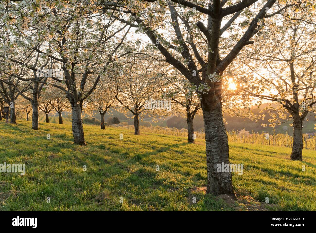 Stagione dei fiori di ciliegio vicino Obereggenen, Valle Eggenen, regione Markgräflerland, Foresta Nera, Baden-Wuerttemberg, Germania Foto Stock