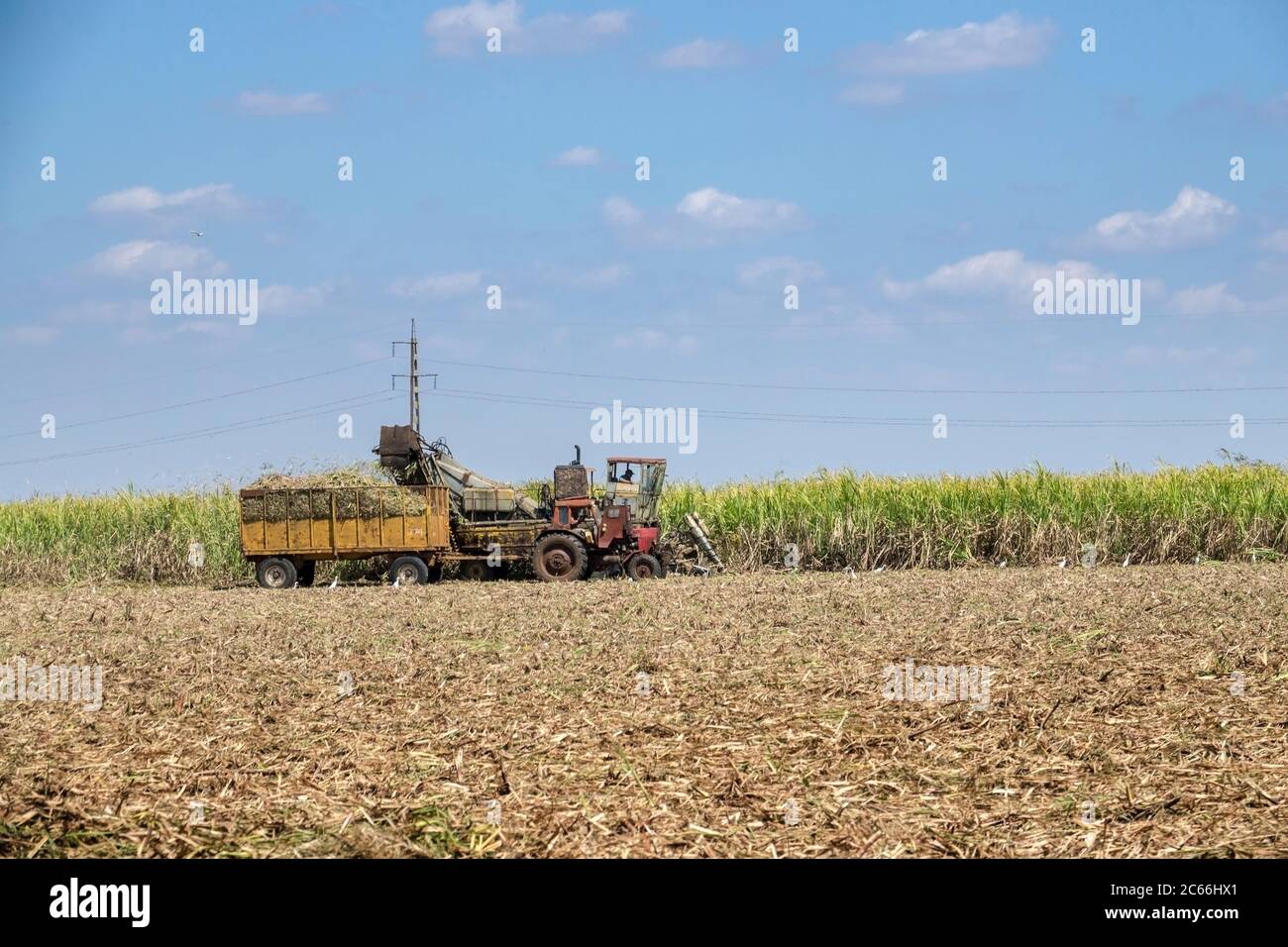 Cuba, l'Avana, Cuba rurale, campo, trattore, raccolta di canna da zucchero Foto Stock
