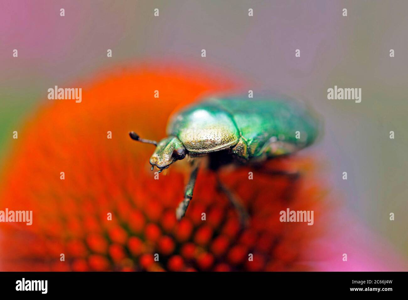 Green Rose Chafer, Cetonia aurata, su fiore di colore viola Foto Stock
