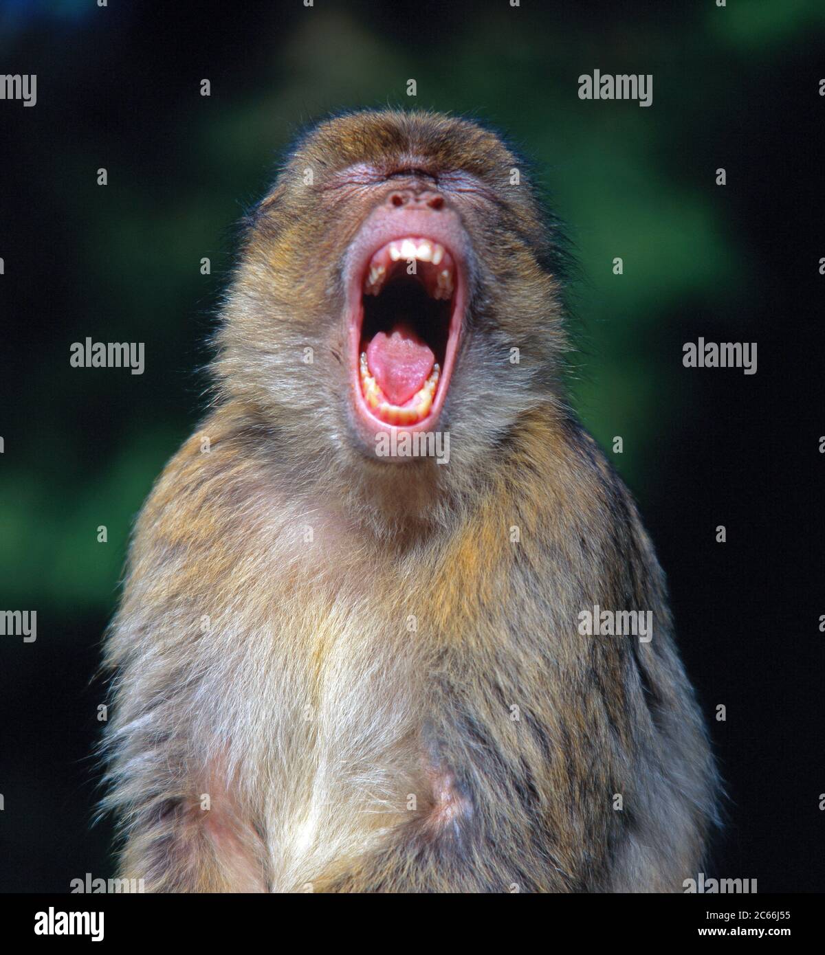 Macaco barbaro, yawning, nativo delle montagne dell'Atlante e delle rocce di Gibilterra Foto Stock