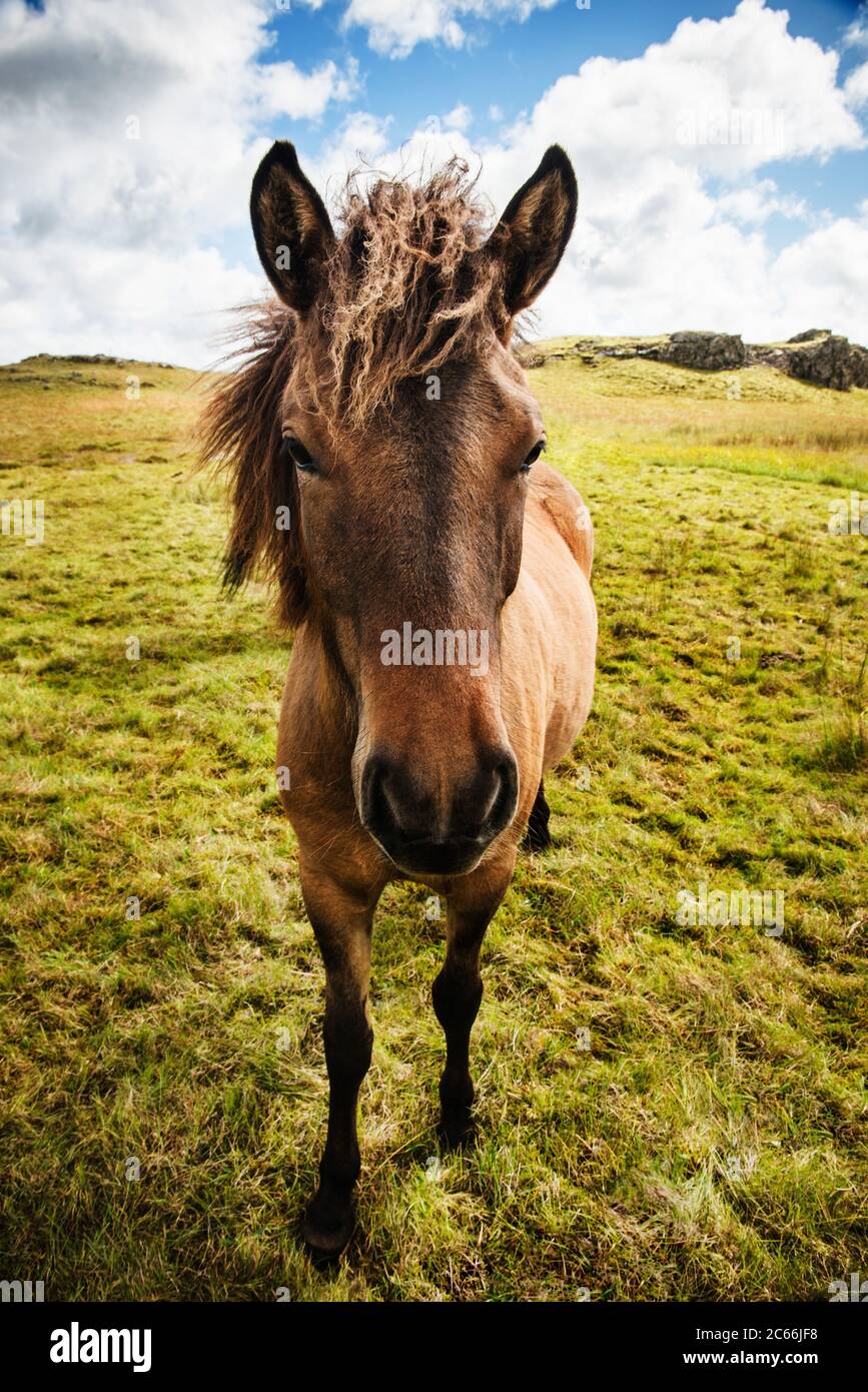 Cavalli selvatici in Islanda sudoccidentale, Scandinavia, Europa Foto Stock