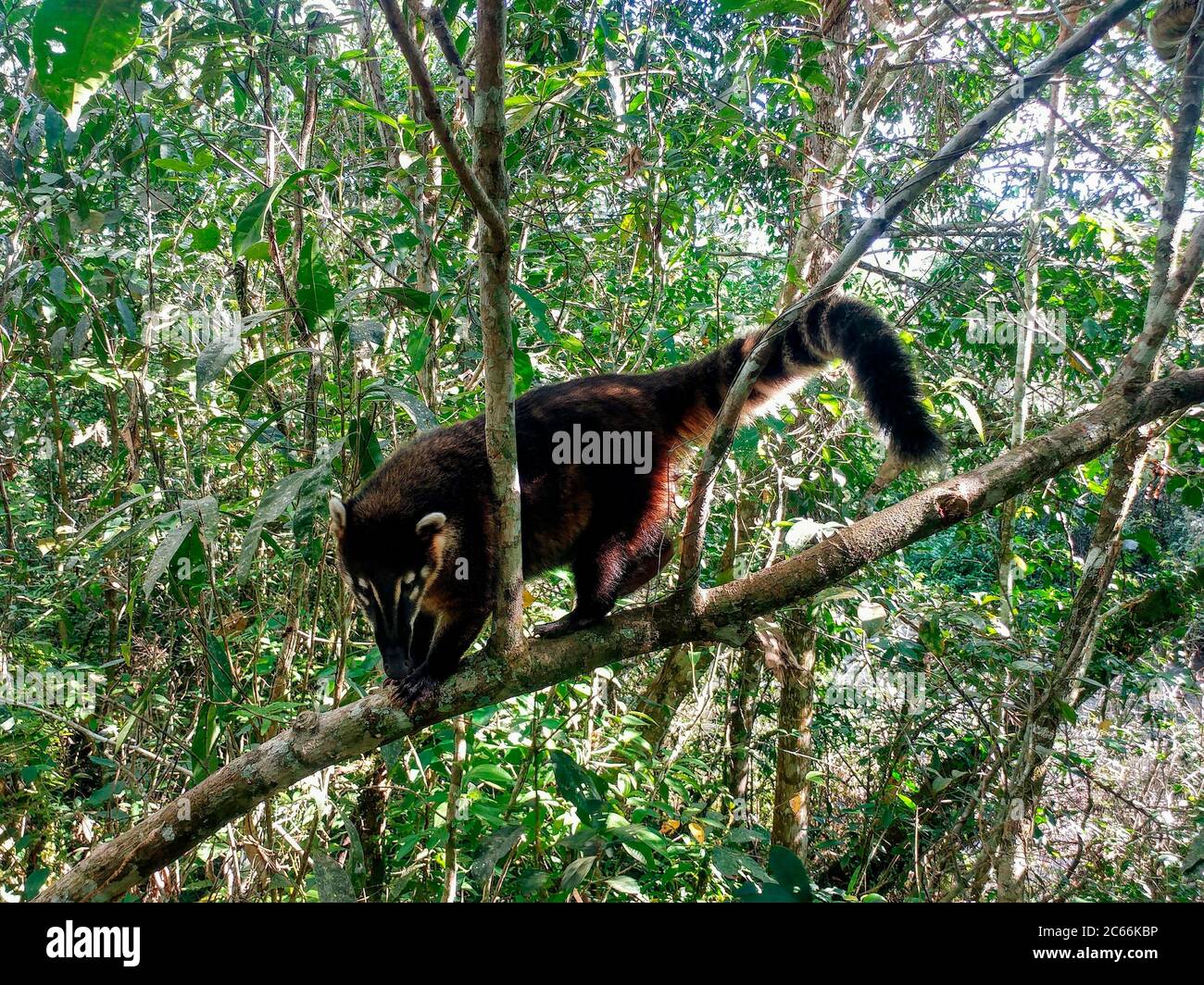 Coati che corrono su tronco di alberi nel Parco Nazionale di Iguacu, Argentina Foto Stock