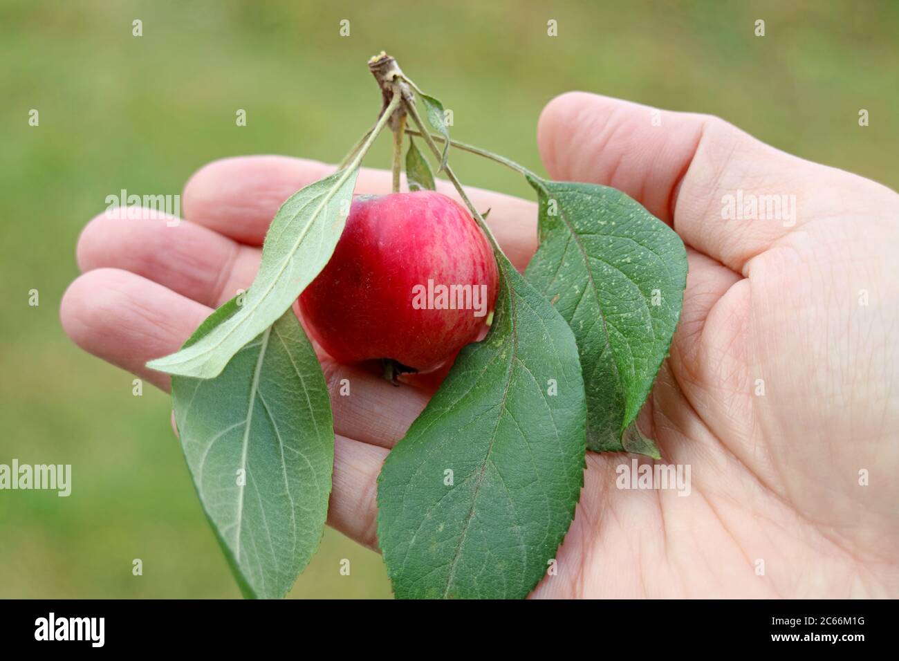 In mano, un piccolo frutto di granchio fresco maturo di mela Foto Stock