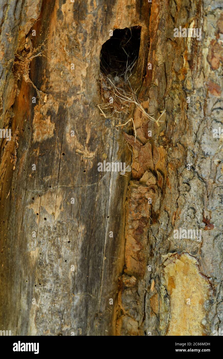 Un buco in un albero morto usato da un animale o un uccello come una cavità di nido in Alberta rurale Canada. Foto Stock