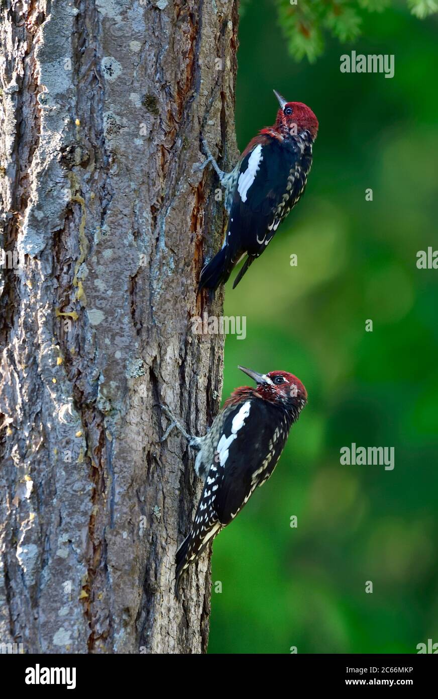 Due Sapsucker rosso "Sphyrapicus ruber", uccelli che arrampicano su un albero di cedro sull'isola di Vancouver, British Columbia, Canada. Foto Stock