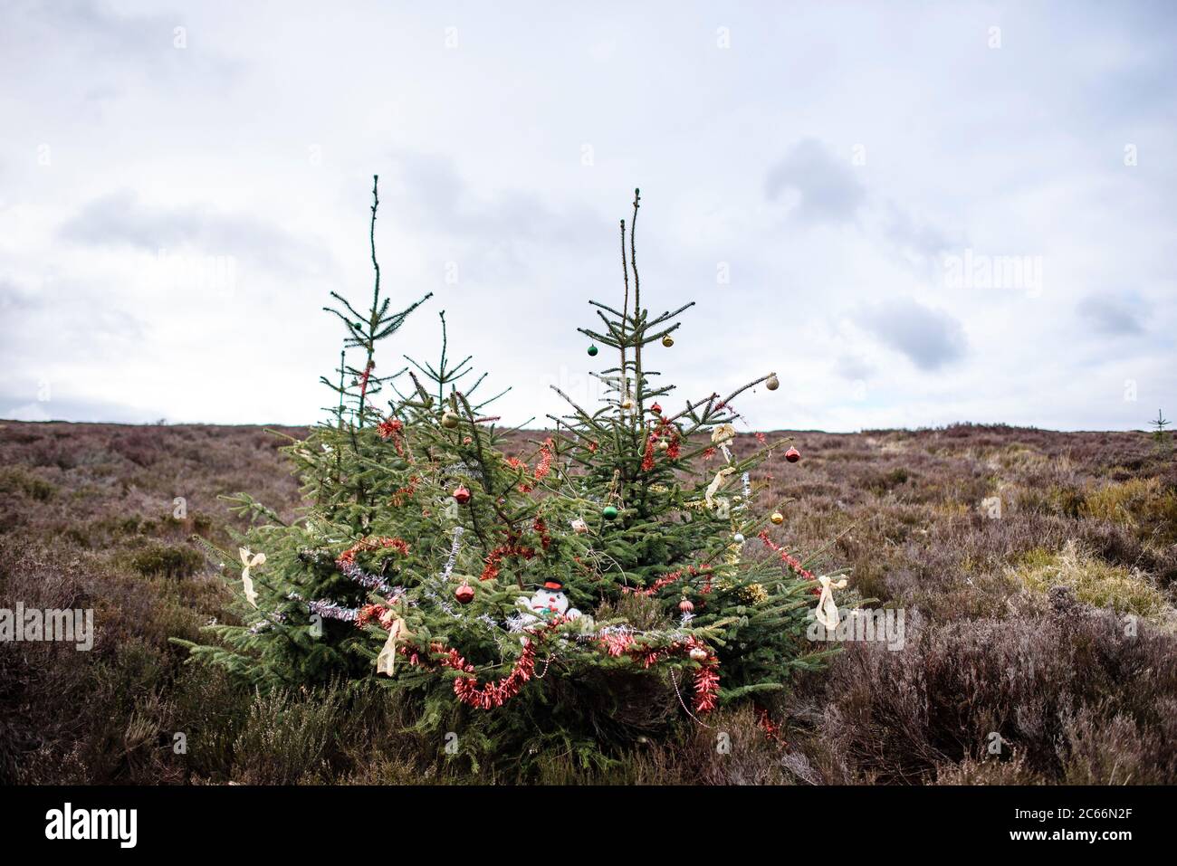 Alberi di Natale nelle montagne di Wicklow, Irlanda Foto Stock