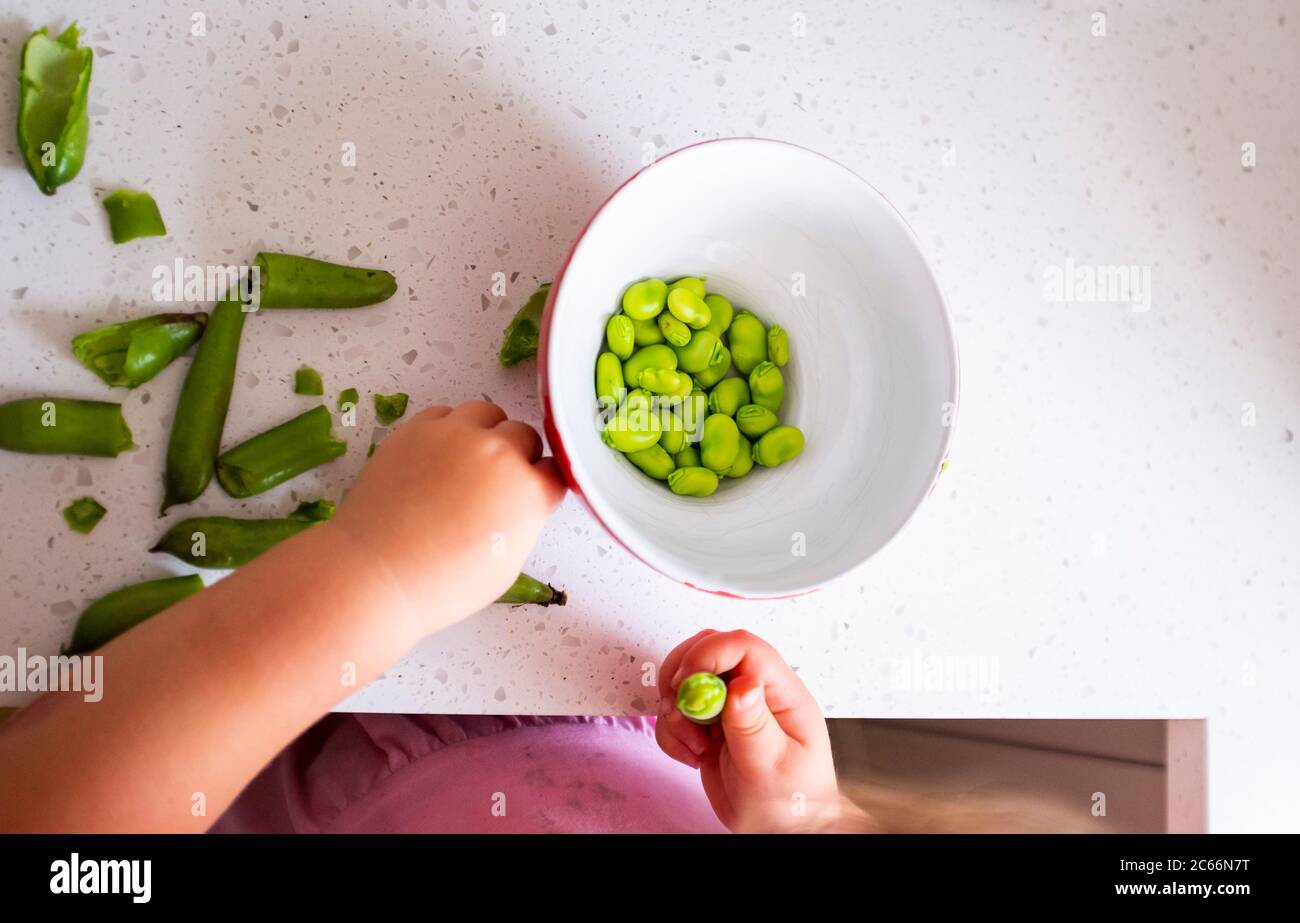 Giovane ragazza di 3 anni che scopa fagioli coltivati a casa appena raccolti - Vicia faba - pronta per la cottura fotografia presa da Simon Dack Foto Stock