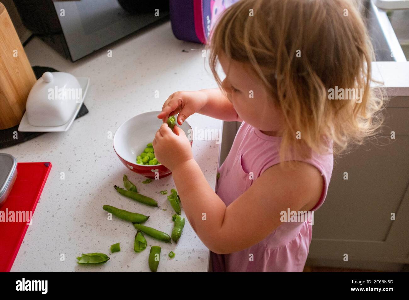 Giovane ragazza di 3 anni che scopa fagioli coltivati a casa appena raccolti - Vicia faba - pronta per la cottura fotografia presa da Simon Dack Foto Stock