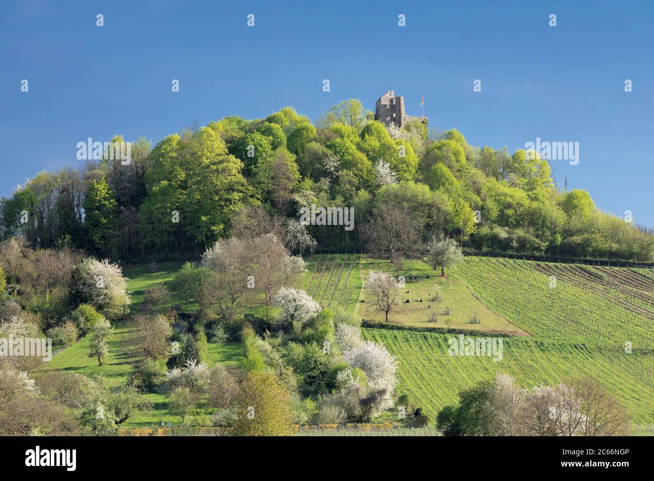 Castello di Staufen, Staufen im Breisgau, Foresta Nera meridionale, Baden-Württemberg, Germania Foto Stock