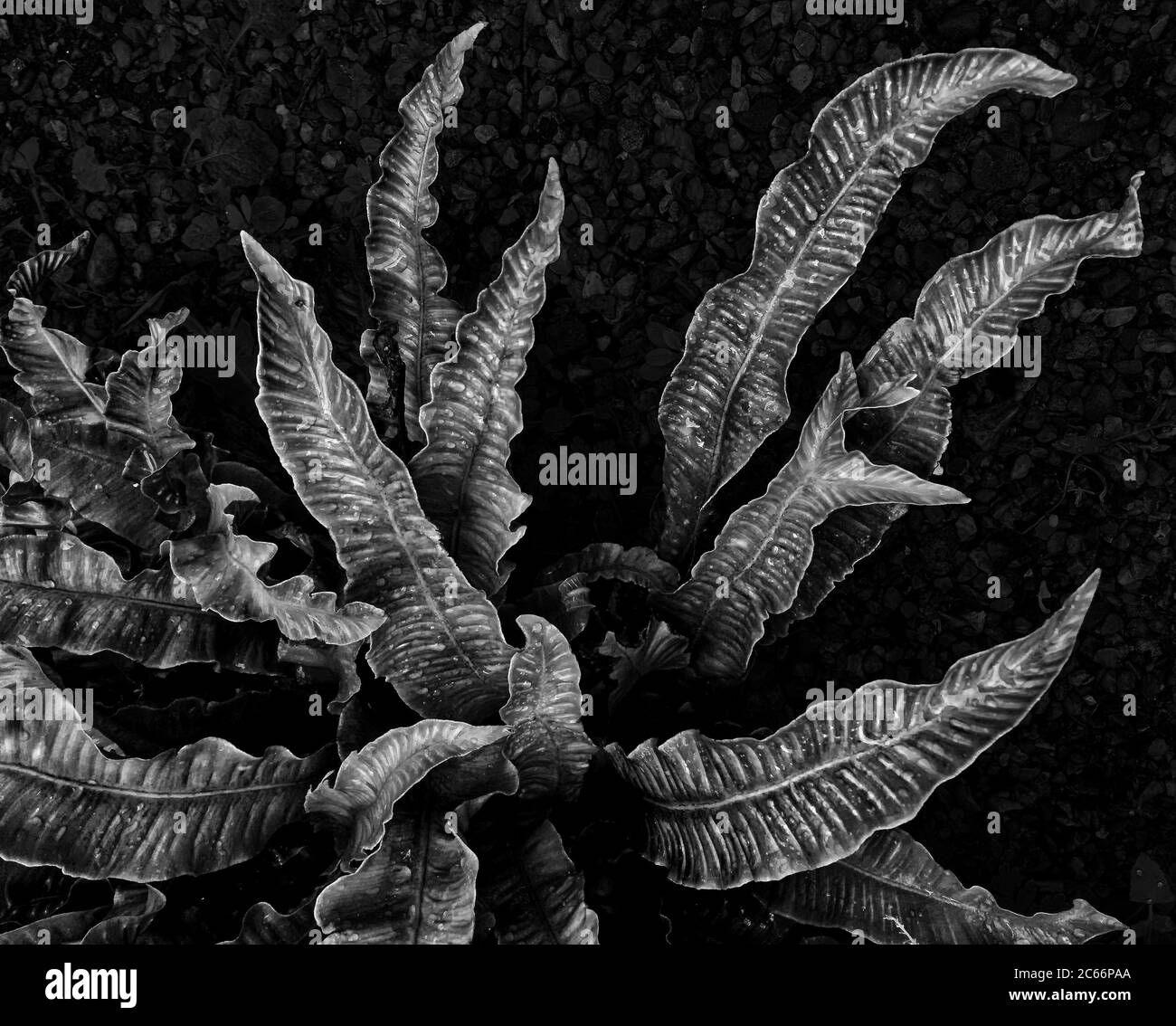 Le foglie increspate di una felce di lingua hart fotografate dopo la pioggia in delicati toni grigi. Le gocce di pioggia sono belle contro le superfici lucide. Foto Stock