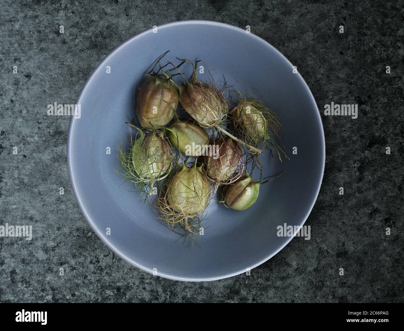 Belle teste di semi verdi e viola di un nigella disposto intricately in una ciotola blu. La consistenza della carta papata contrasta con la morbidezza della ciotola. Foto Stock
