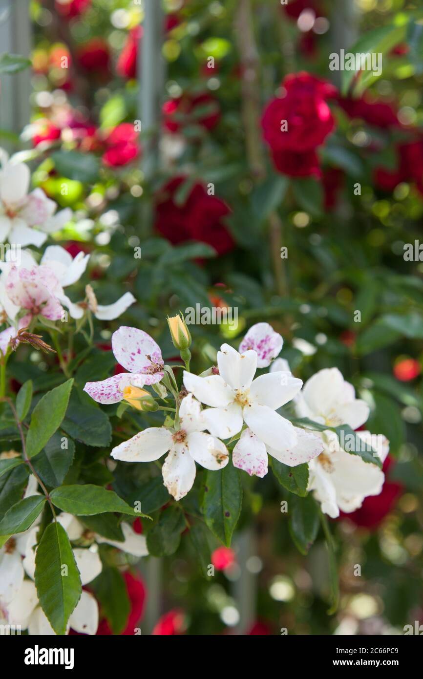 White Rambling Rose "Wedding Day", varietà di David Austin, fiori, primo piano, rosso rampicante rosa 'Chevy Chase' sfocato sullo sfondo Foto Stock