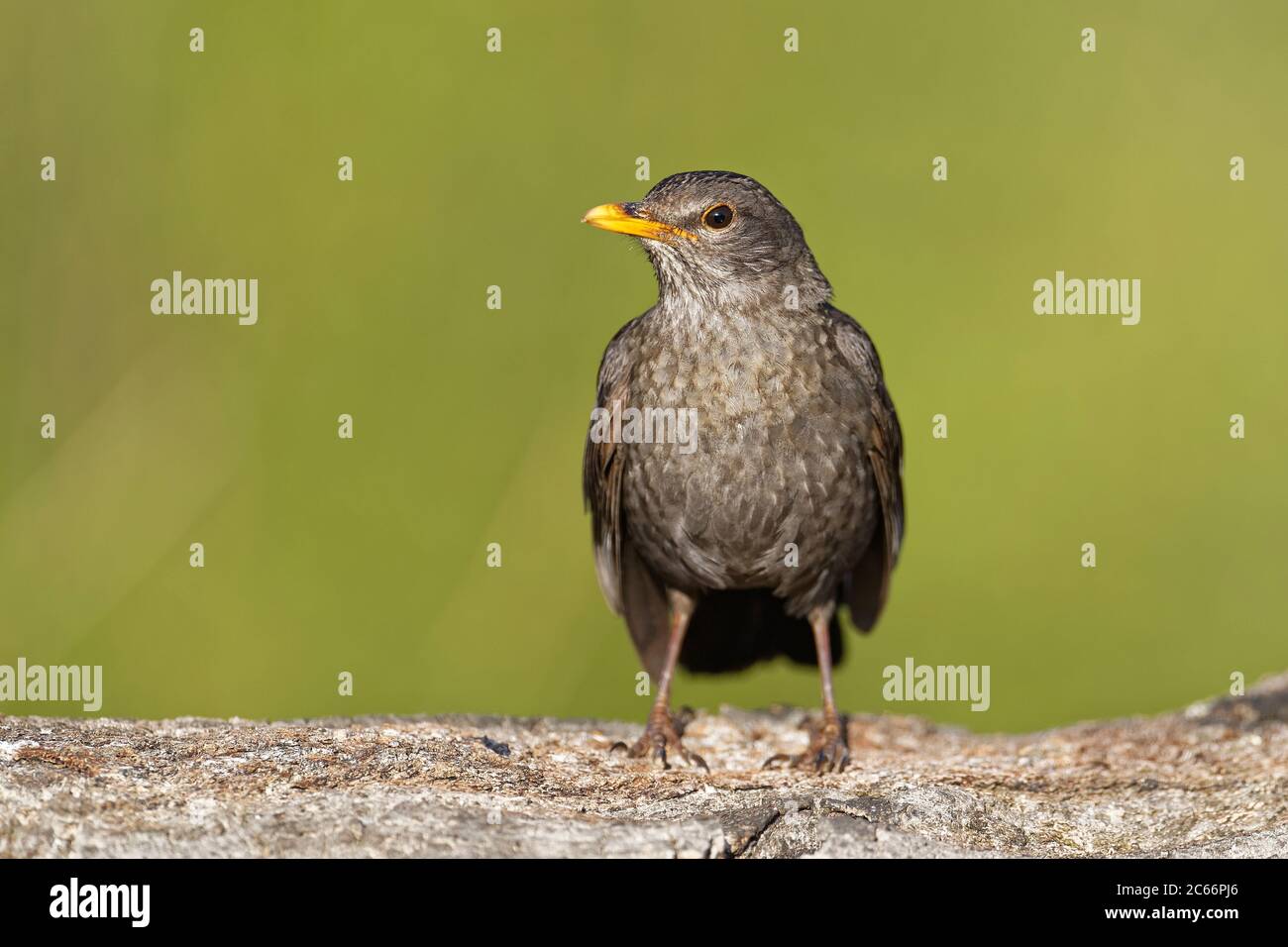 Maschio uccello nero, giovanile Foto Stock