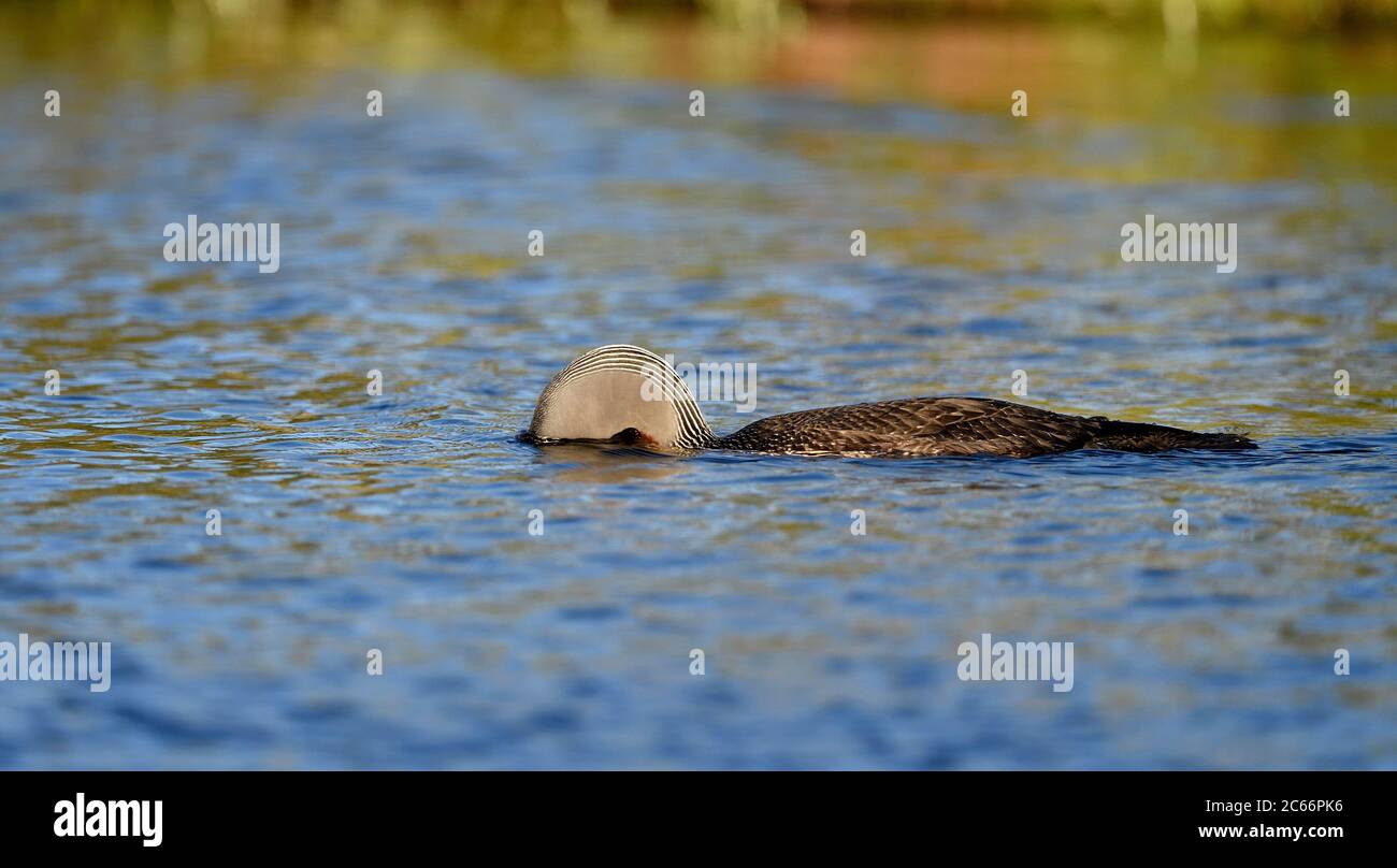 Nuoto subacqueo con gola rossa guardando l'acqua, lago di palude, Svezia Foto Stock