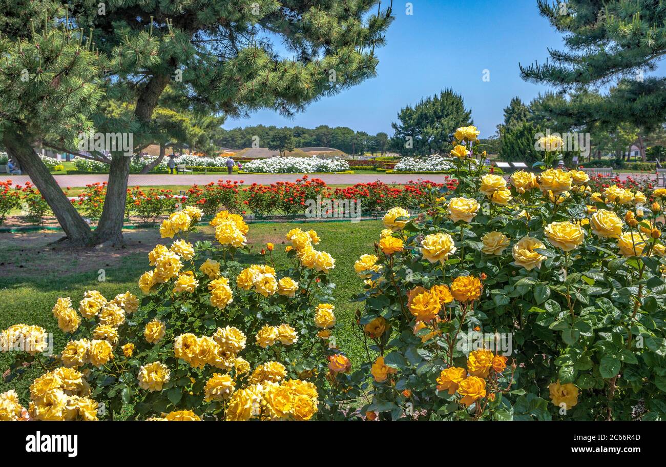 Il Giappone, nei pressi di mito per la città, Hitachi, parco giardino di rose Foto Stock