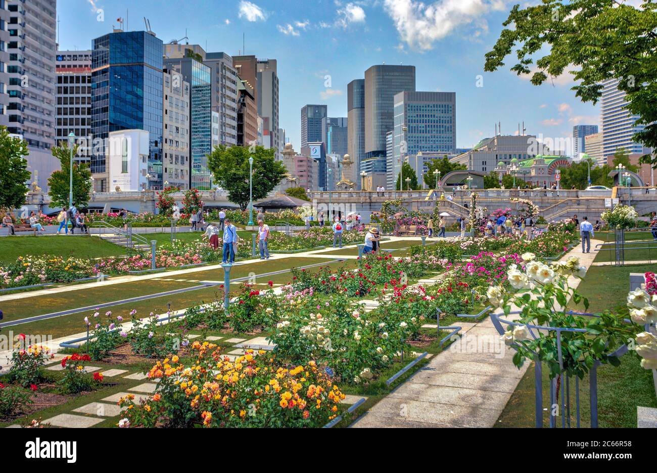 Giappone, città di Osaka, Nakanoshima Isola Giardino di Rose Foto Stock