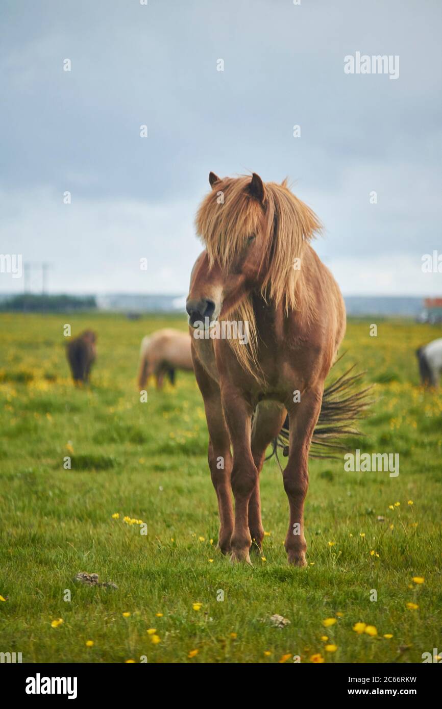 Cavalli islandesi in piedi su un campo di grasing Foto Stock