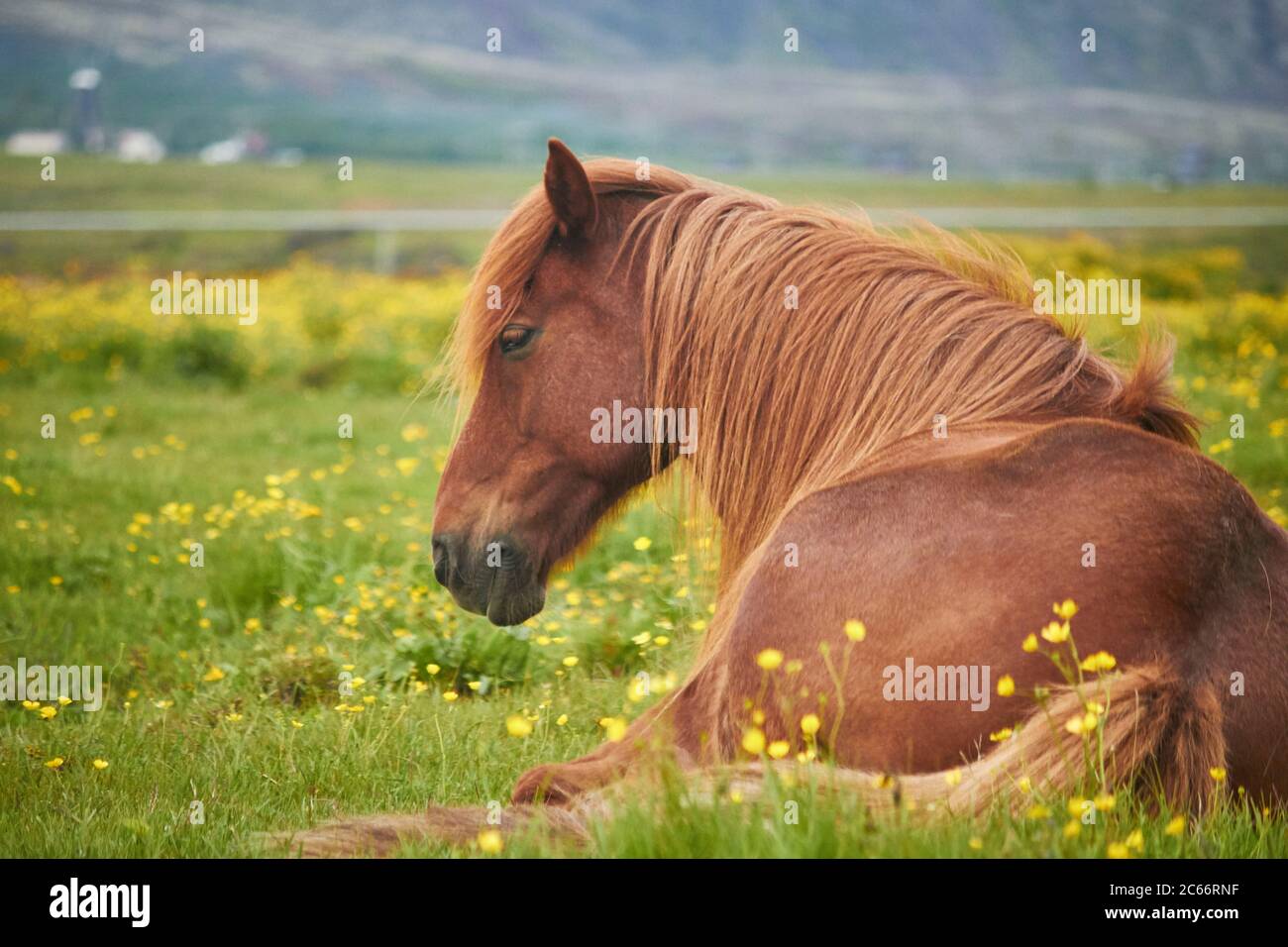 Cavalli islandesi che riposano su un campo Foto Stock