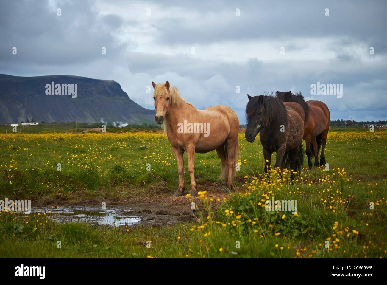 Tre cavalli islandesi in piedi su un campo Foto Stock