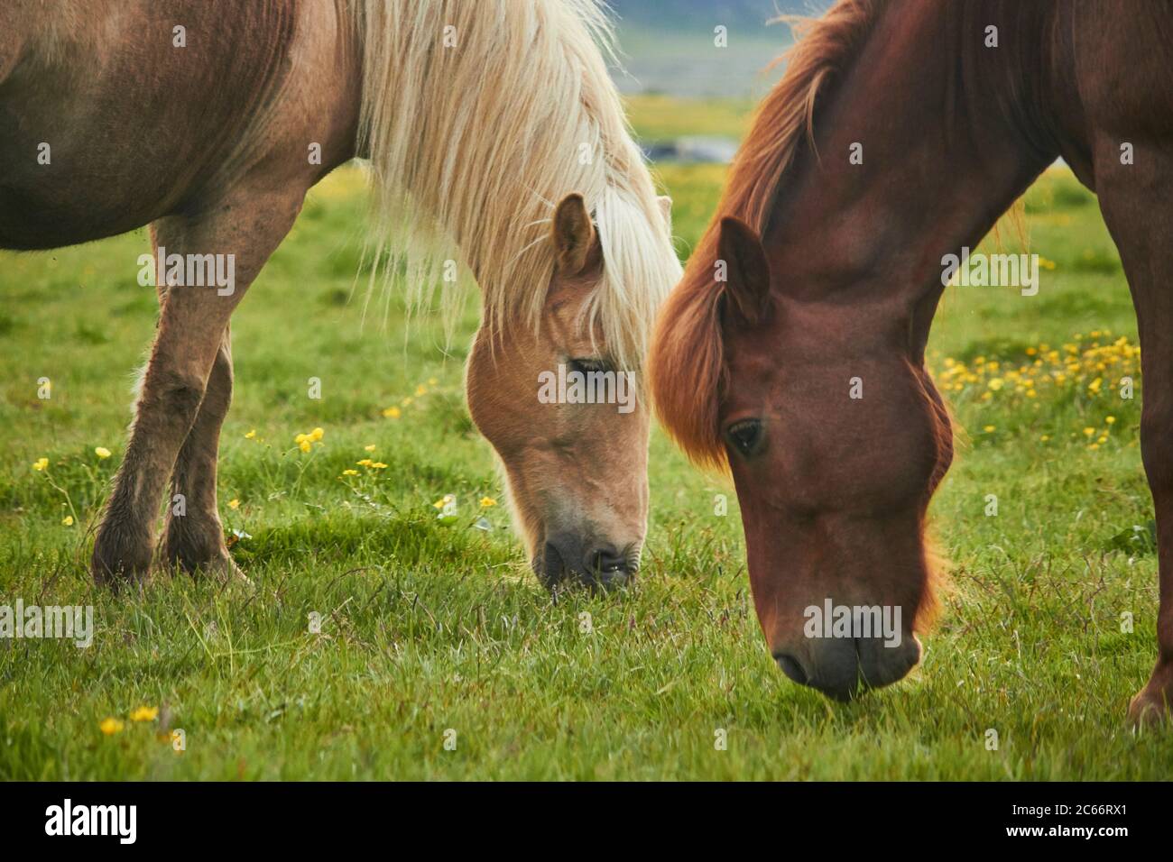 Due cavalli islandesi in piedi su un campo di grasing Foto Stock