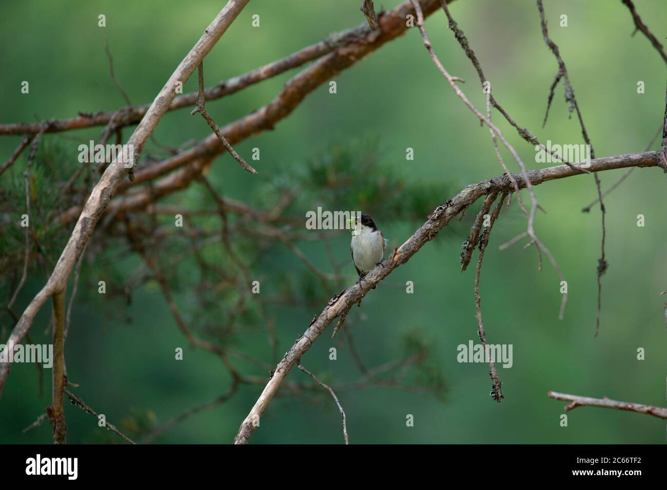 Flycatcher europeo a pied (Ficidula hypoleuca) in Finlandia Foto Stock