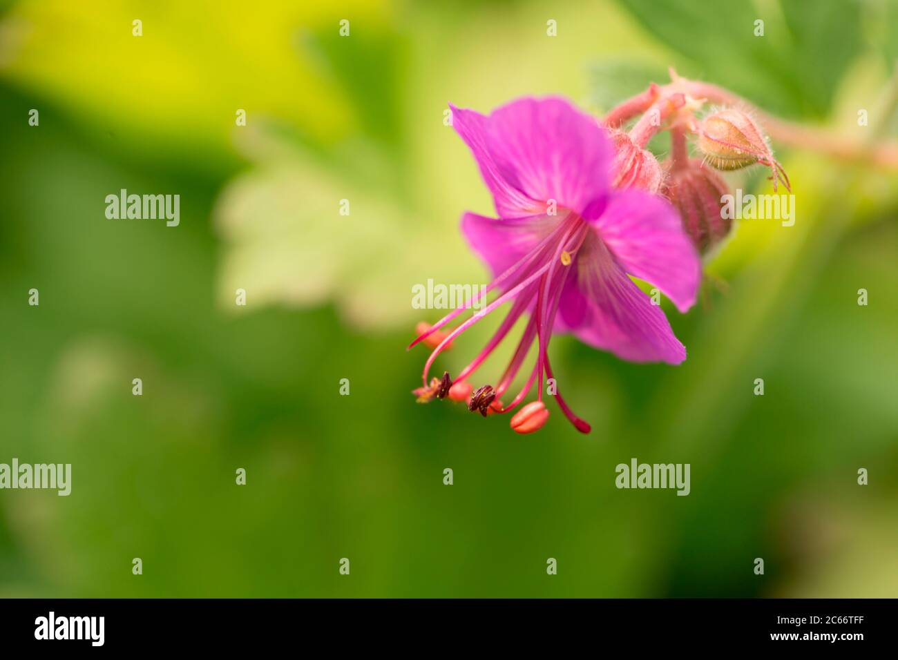Delicato fiore rosa estivo, sfondo verde della natura Foto Stock