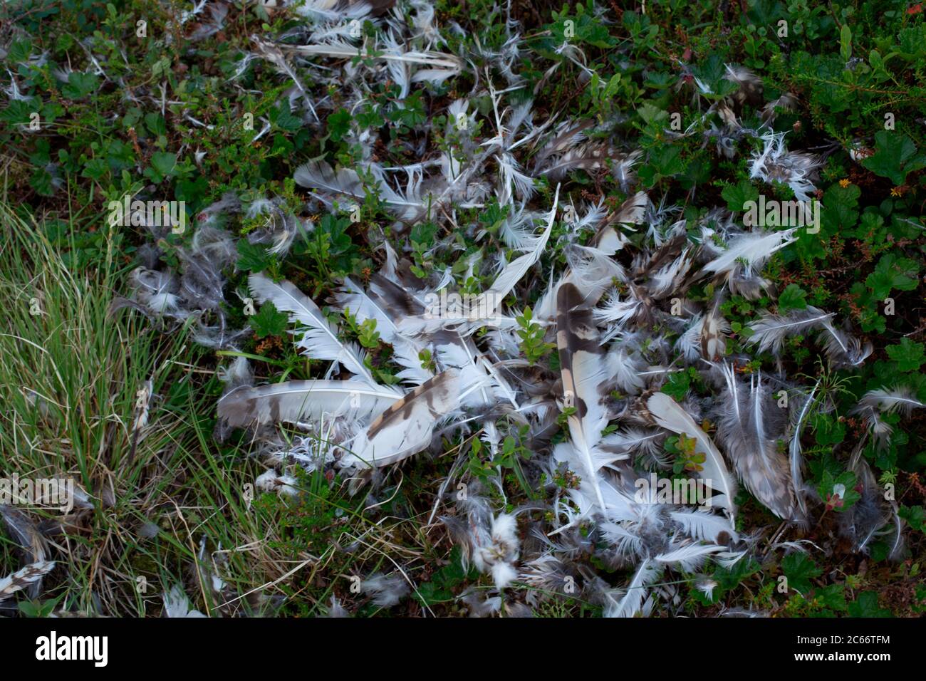 Piume di uccello morto a terra, Lapponia, Finlandia Foto Stock Piume di uccello morto a terra, Lapponia, Finlandia Foto Stock
