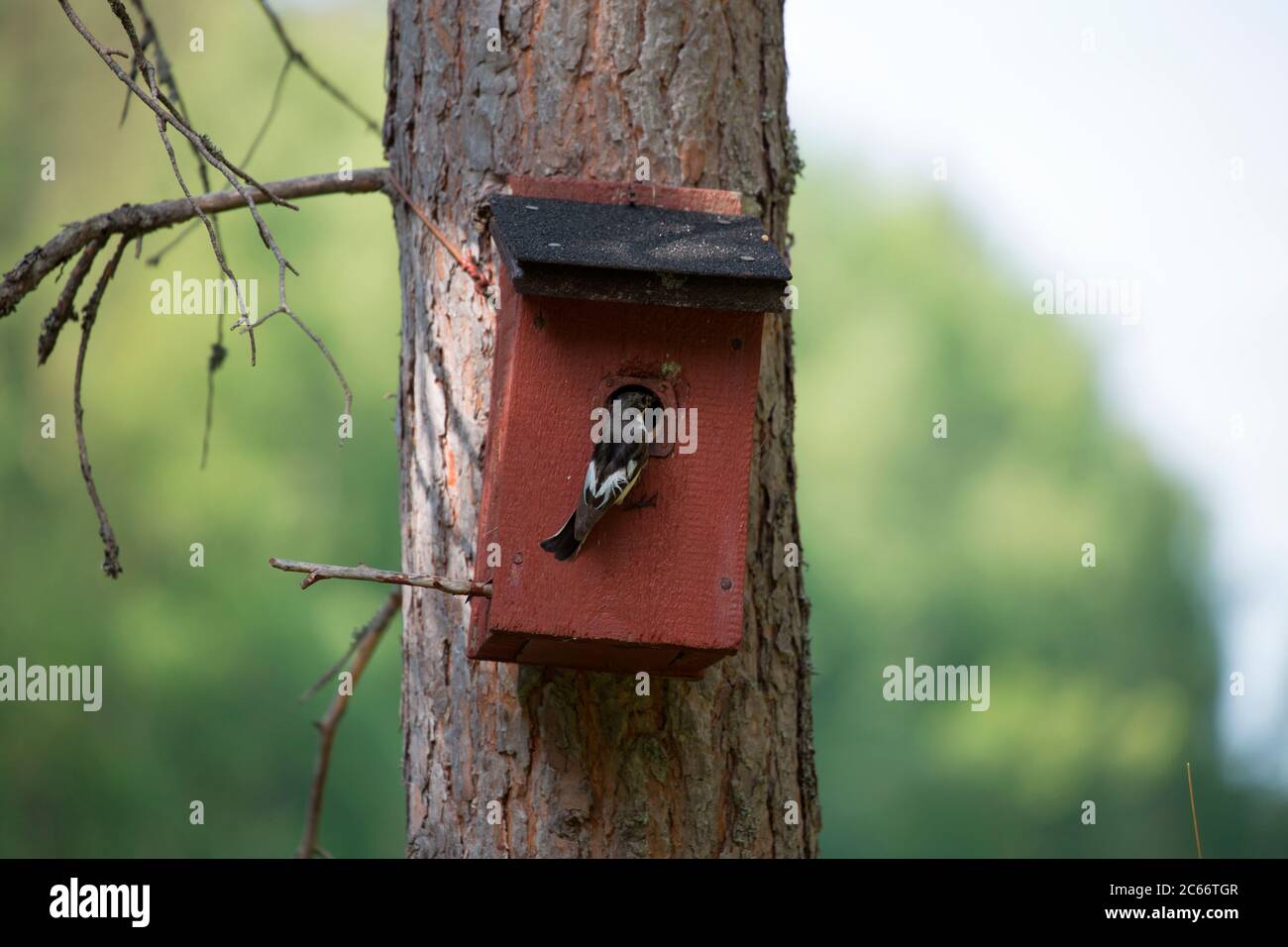 Il flycatcher europeo (Ficidula hypoleuca) va alla casa di nascita, in Finlandia Foto Stock