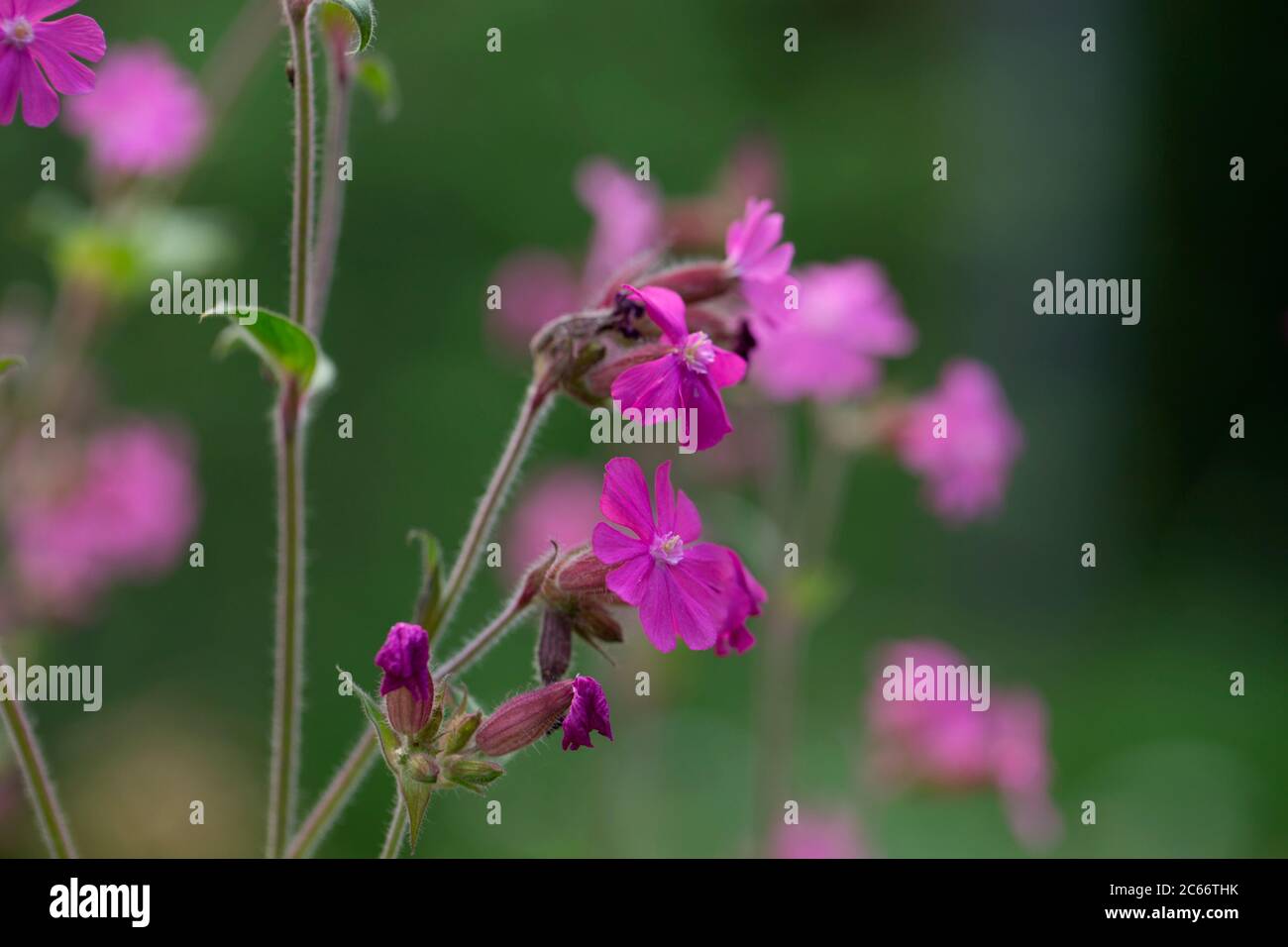 Delicati fiori rosa estivi, natura bokeh sfondo Foto Stock