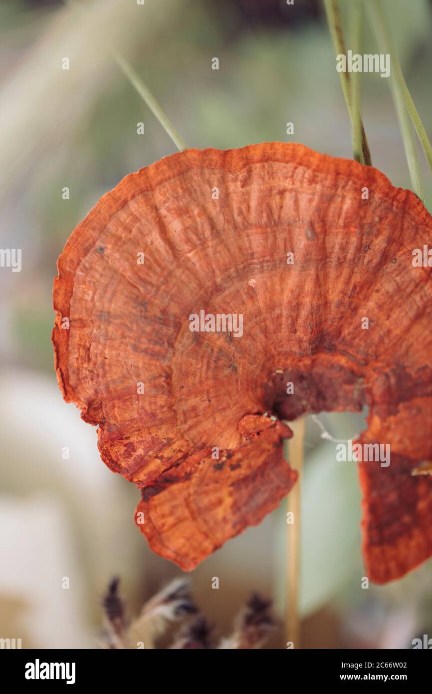 particolare di un fiore rosso secco raro Foto Stock