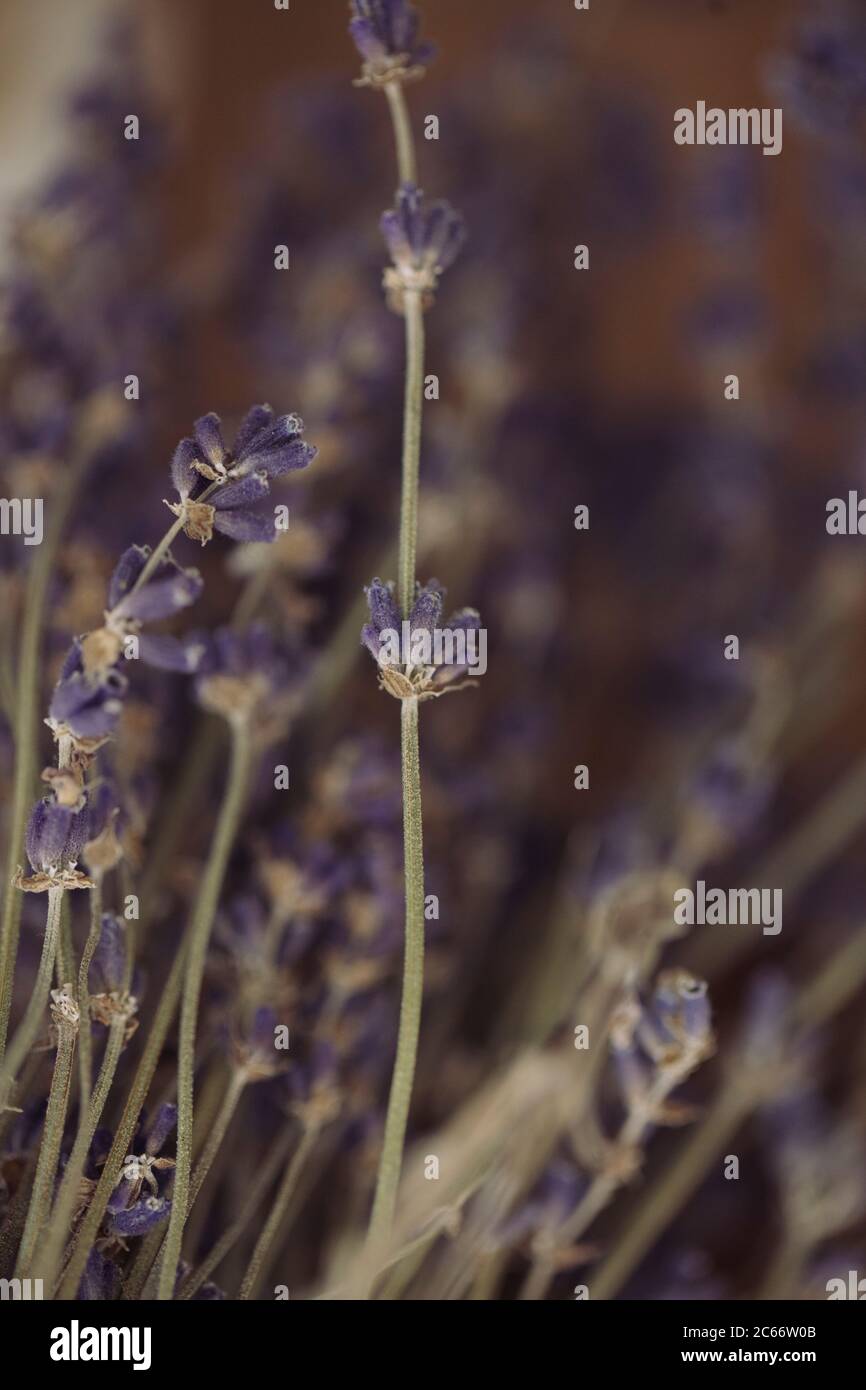 viola fiori minuscoli Foto Stock