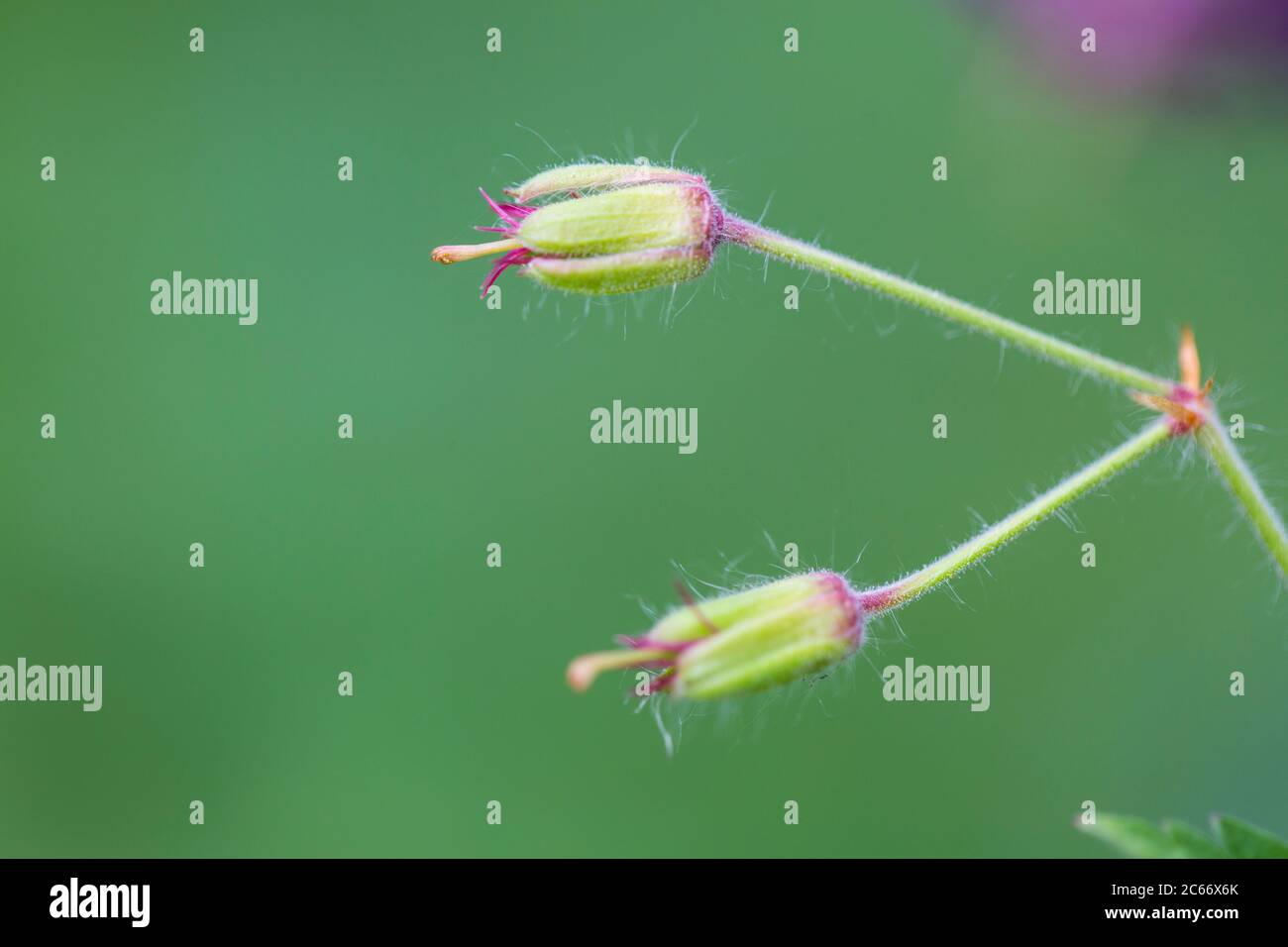 Scatola di semi di Crane-Bill crepusky Foto Stock