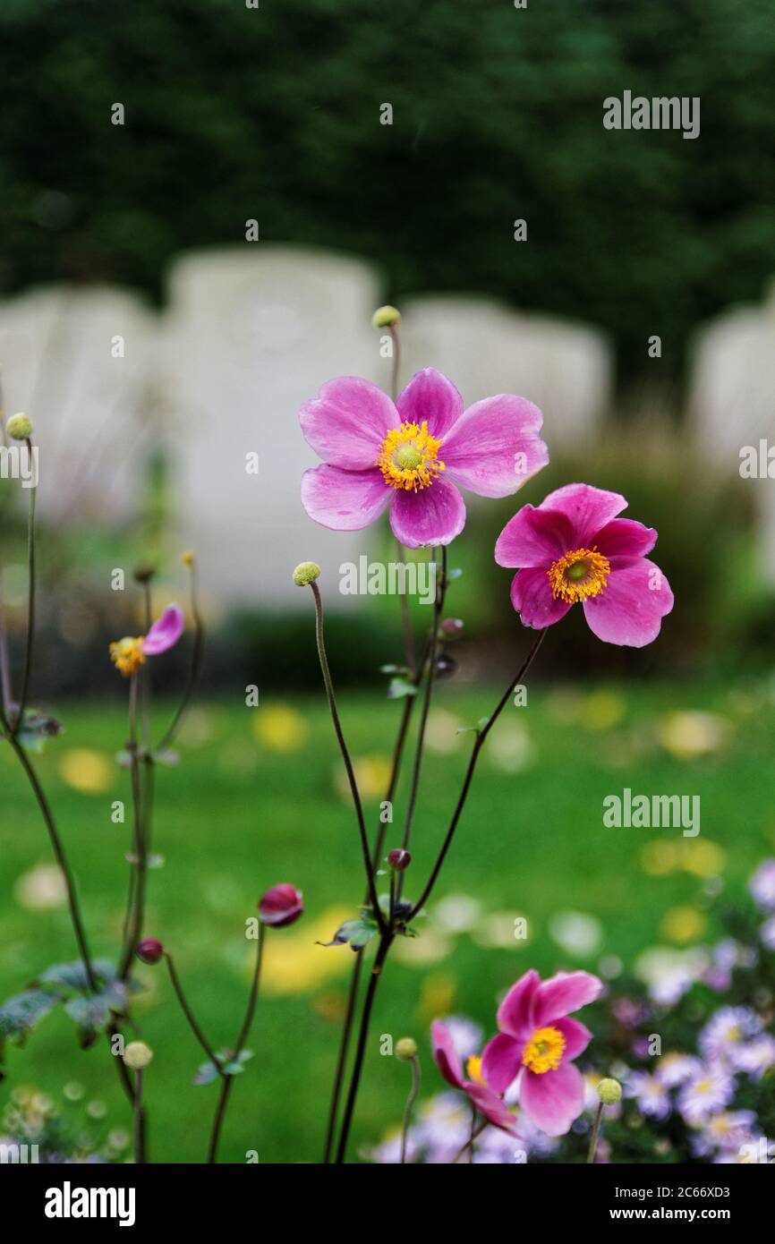 Primo piano fiore con sgranati poco affilati in background in una giornata piovosa. Cimitero di guerra al cimitero canadese Holten Foto Stock