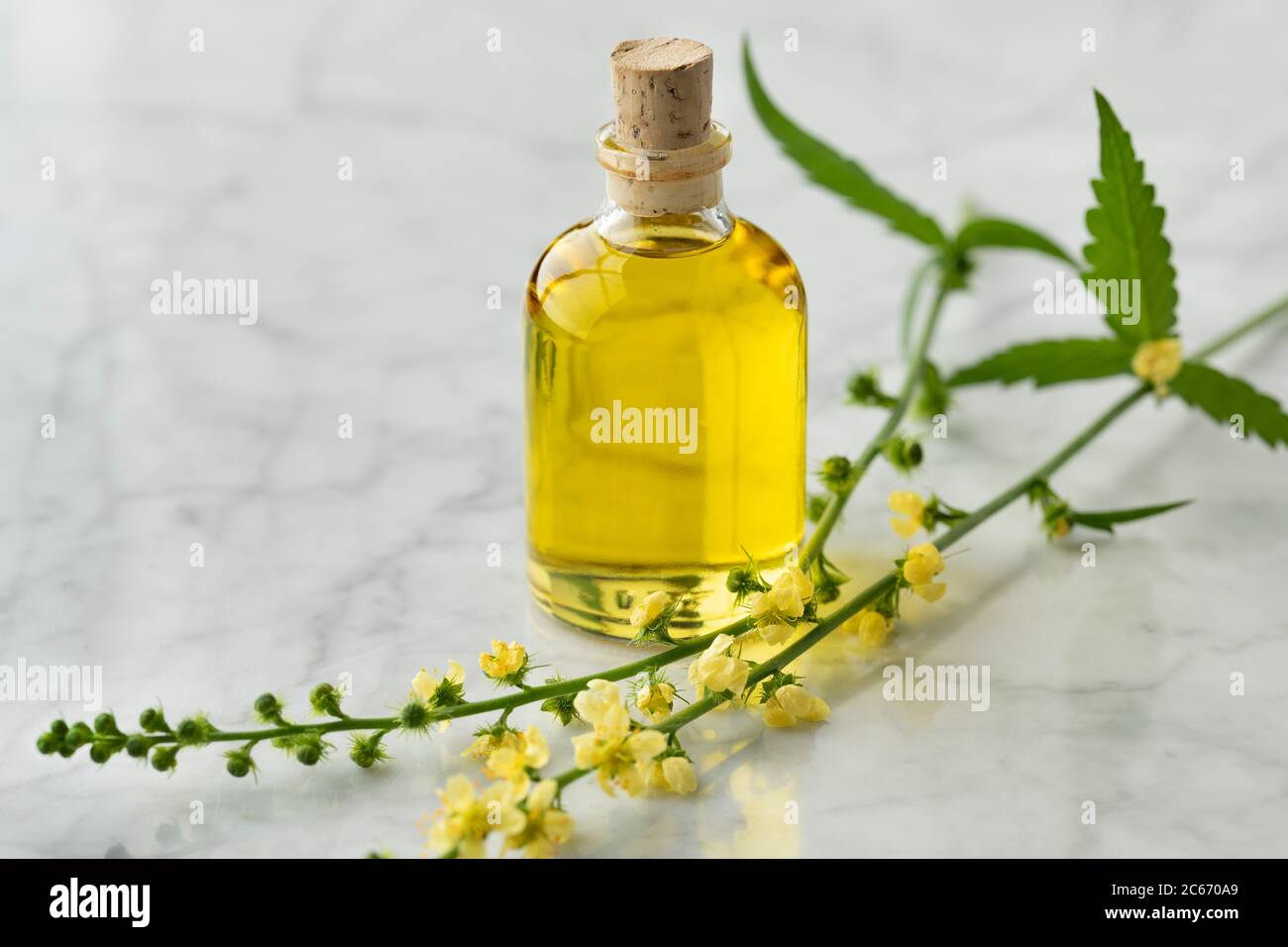 Bottiglia con olio di Agrimia e fiore giallo fresco Foto Stock