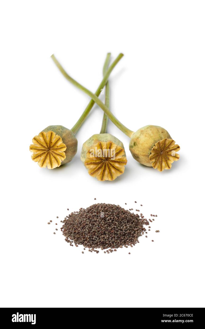 Teste di papavero asciugate con seme di papavero isolato su sfondo bianco Foto Stock