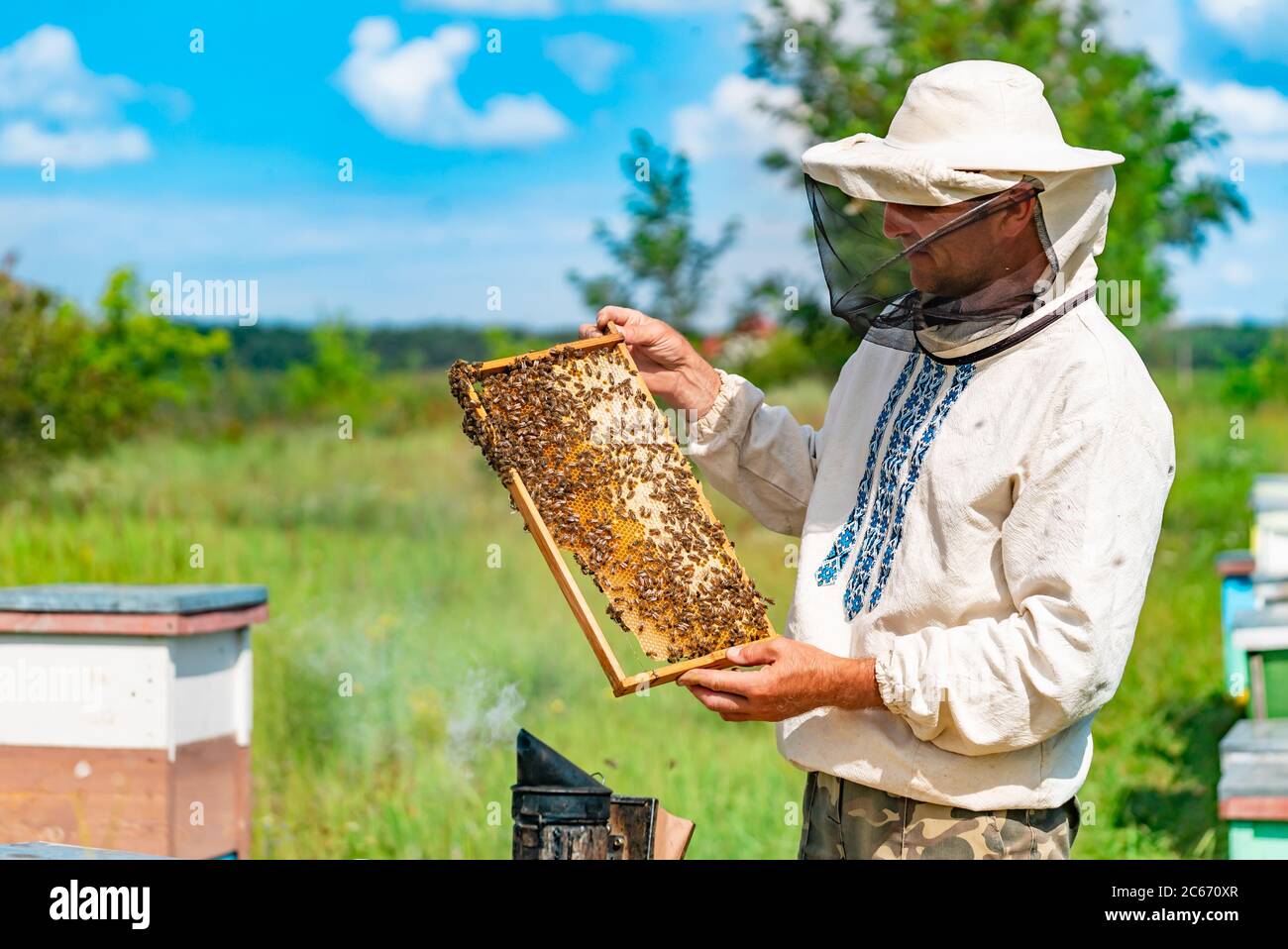 un apicoltore in abbigliamento protettivo tiene una cornice con nidi d'ape  per le api in giardino in estate Foto stock - Alamy
