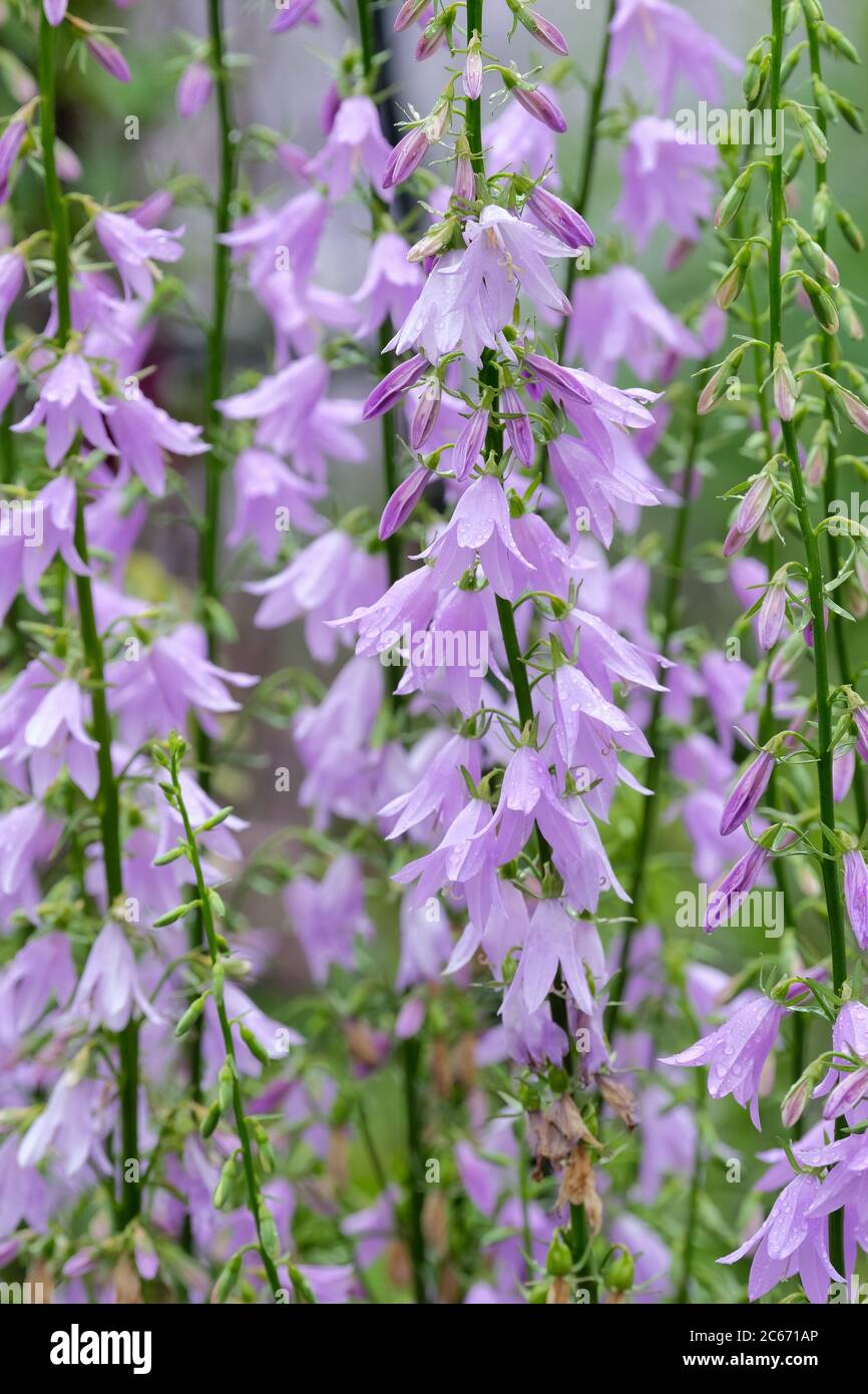 Adenophora 'Ametista'. Ladybells. Campane da signora. Grand Bellflower, Spirebell 'Amethyst' Foto Stock
