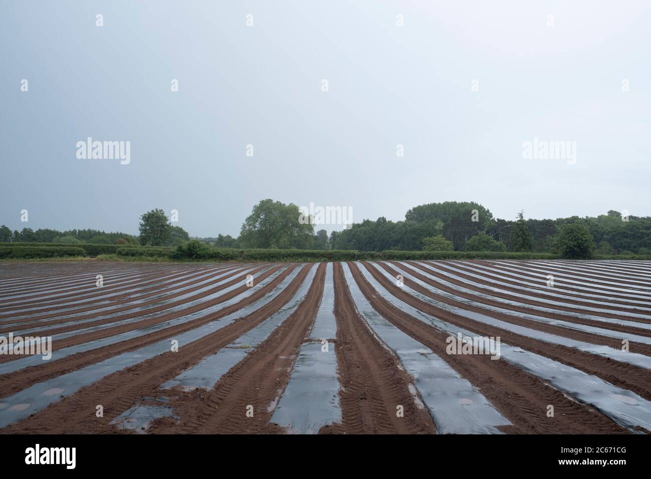 Vista panoramica su campi agricoli di zucchine piantatrici in linee e file in plastica per prevenire parassiti il 17 giugno 2020 a Hartlebury, Regno Unito. La zucchina o zucchina è una zucca estiva, di origine mesoamericana, che può raggiungere quasi 1 metro di lunghezza, ma viene di solito raccolta quando ancora immatura a circa 15 - 25 cm. Una zucchina è una cultivar dalla pelle sottile di quello che in Gran Bretagna e Irlanda viene chiamato midollo. Foto Stock